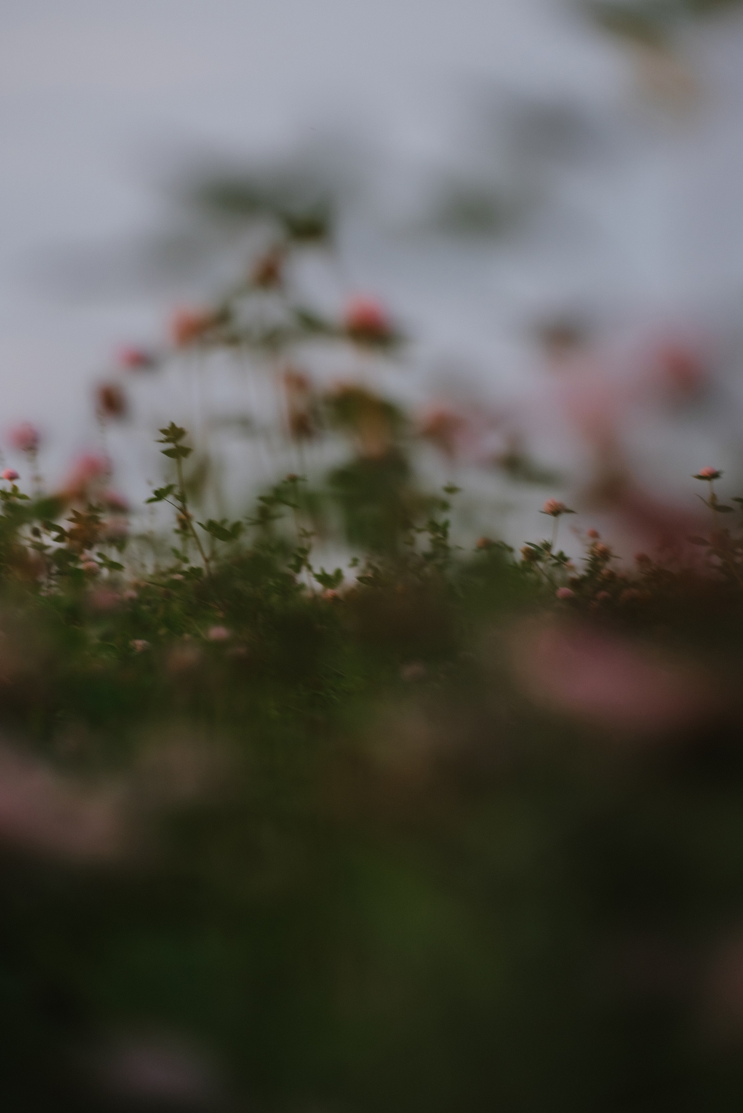 Альбом 11. Фотограф Катерина Мартьянова Санкт-Петербург