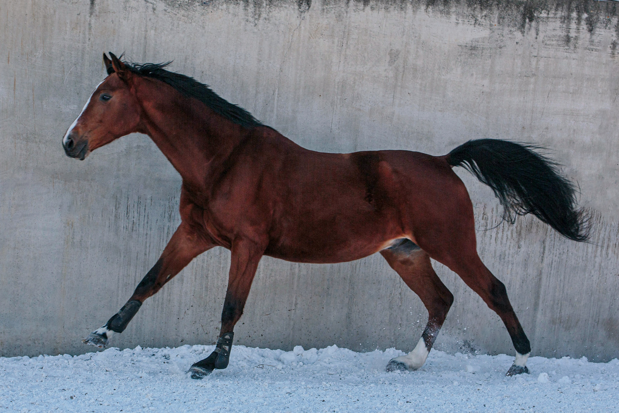Лошади зимой. Конный фотограф в Красноярске — Любовь Похабова