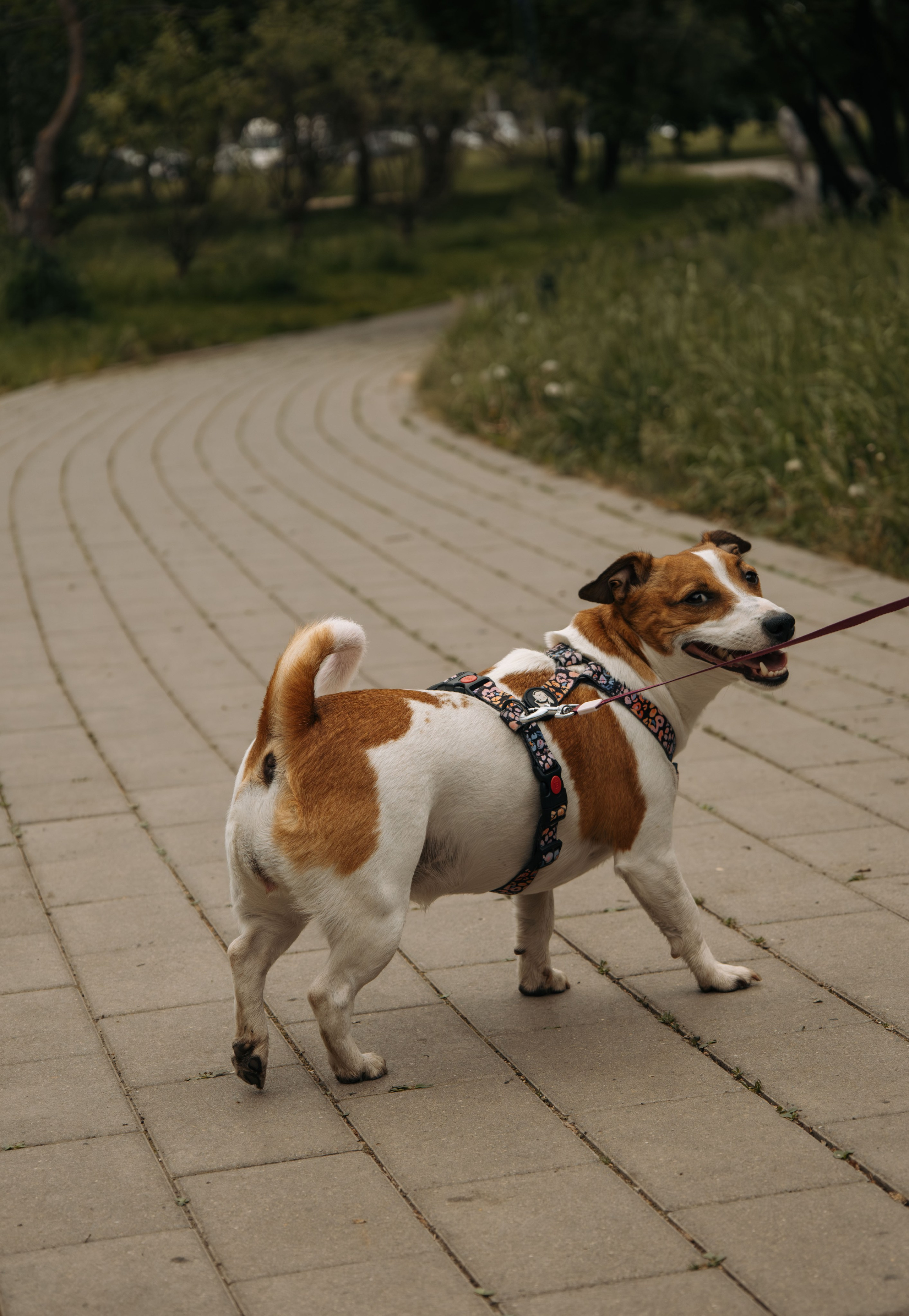 Моя маленькая спутница: Банни и Настя в Южнобутовском парке. Фотограф-анималист в Москве Екатерина Тихонова