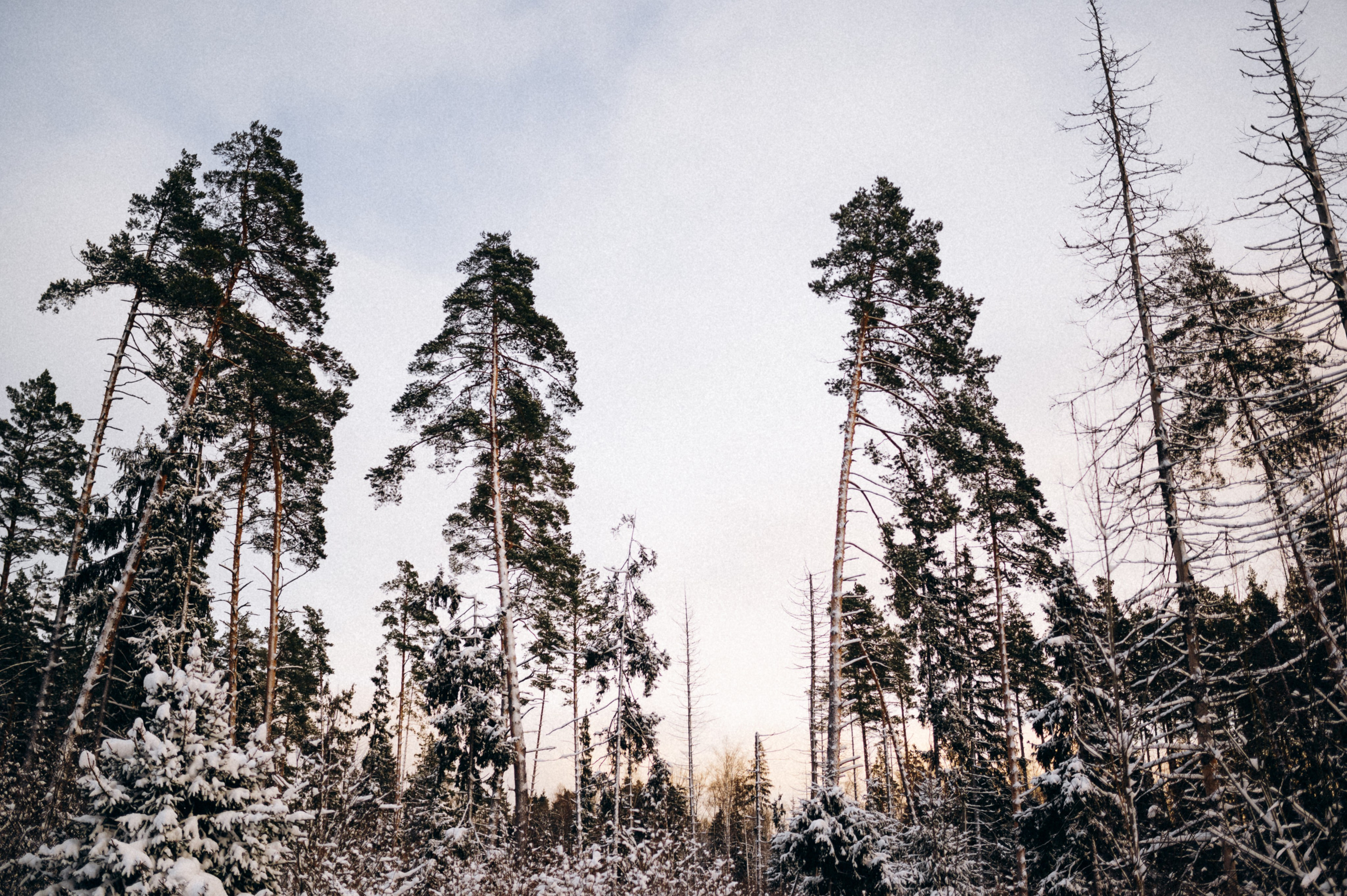 Аня и Милан. Фотограф анималист в Москве Ольга Агушева