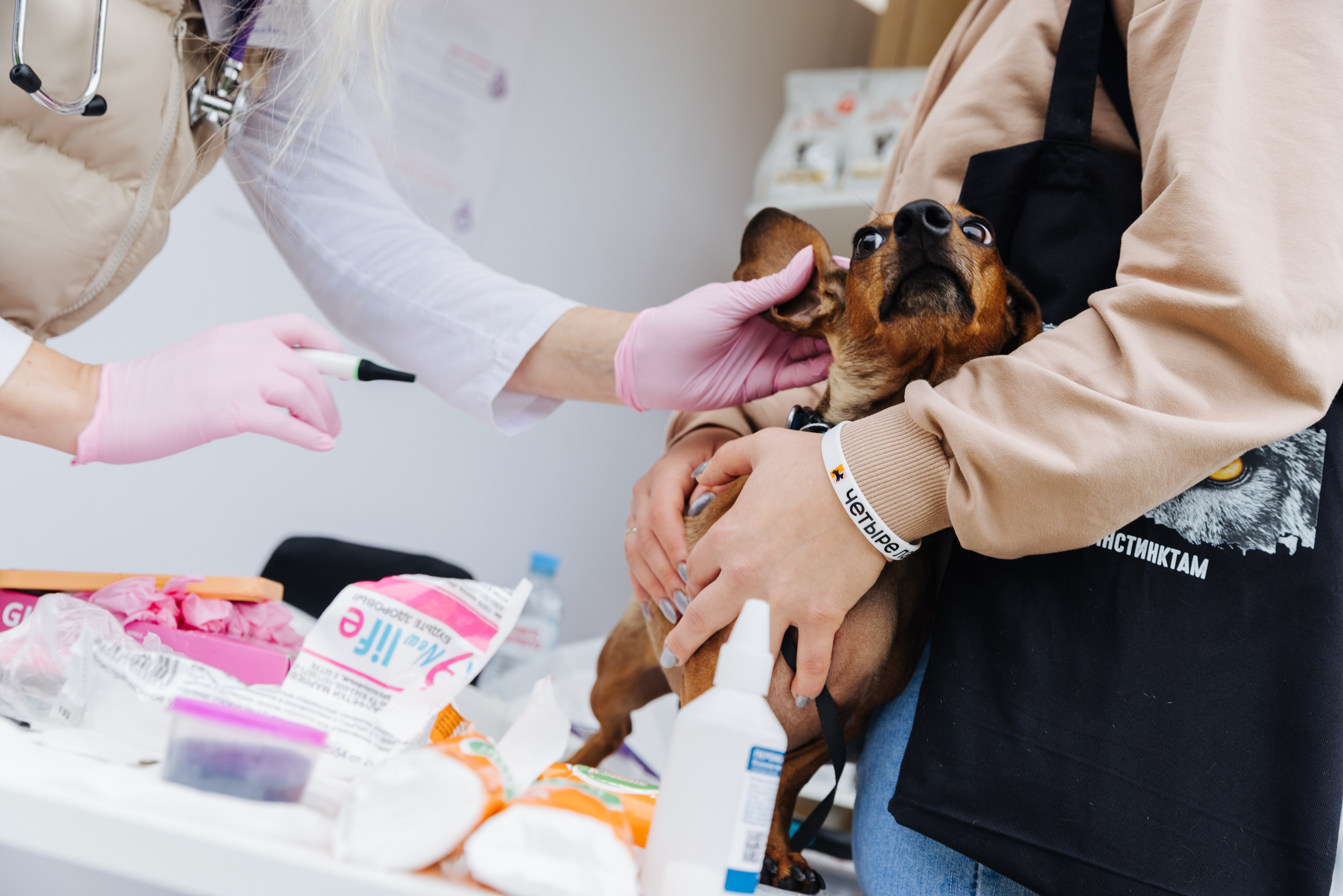 Хвостатый репортаж. Аксана Лисовская фотограф в Москве. Фотографии с характером