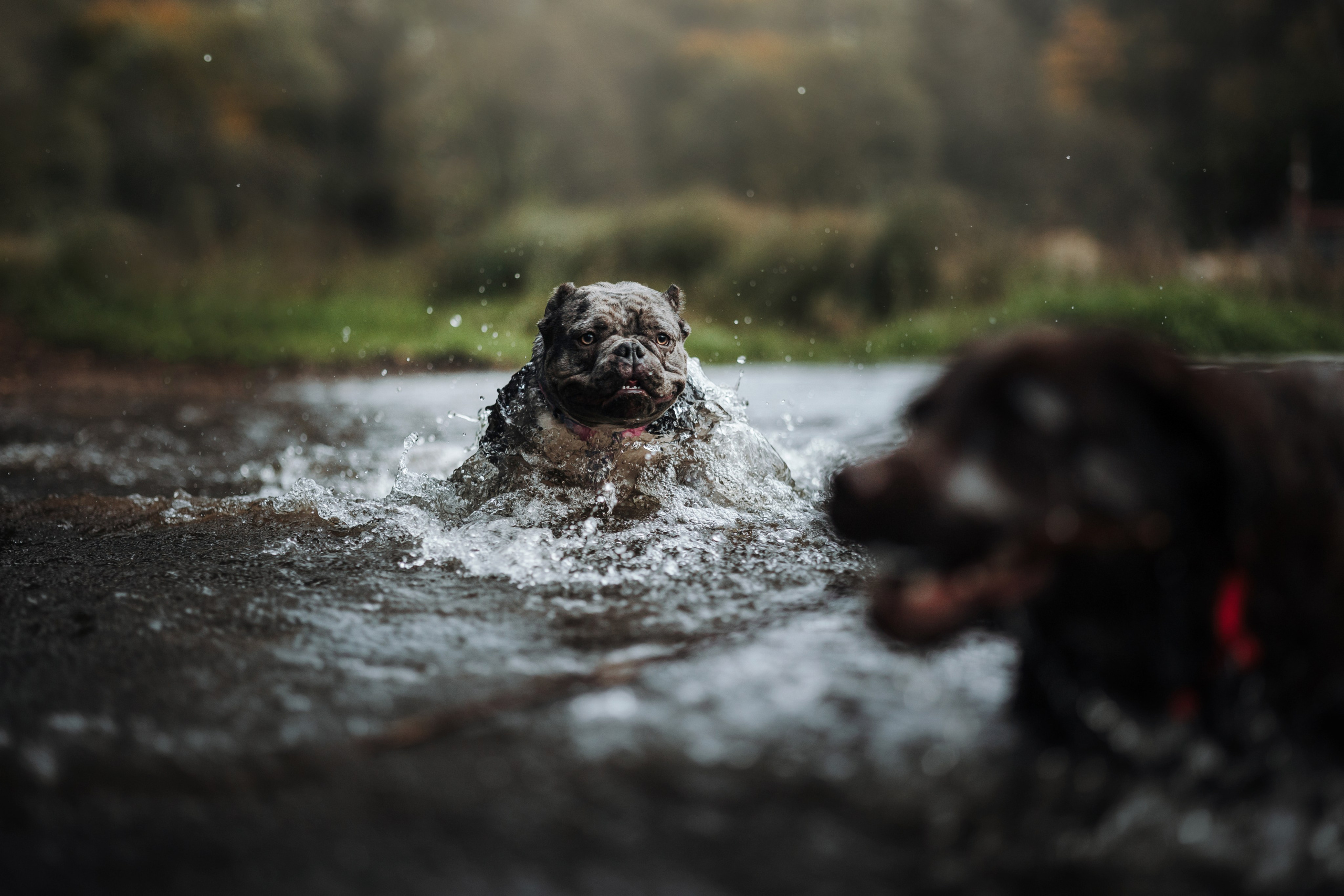 Девочки и их семья. Фотограф — Анималист | Санкт-Петербург