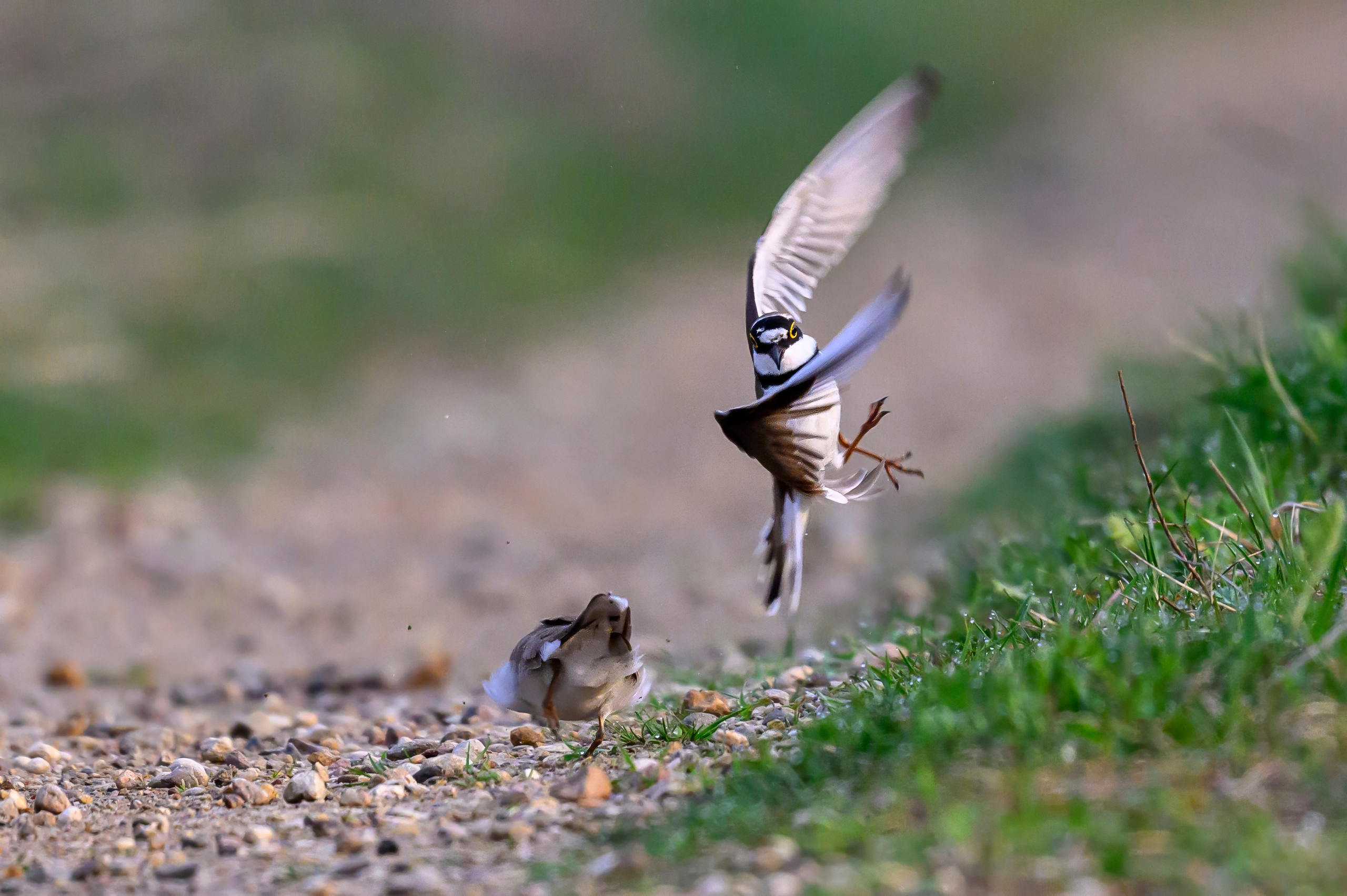 Малый зуек. Wildlife photography by Sergey Puponin