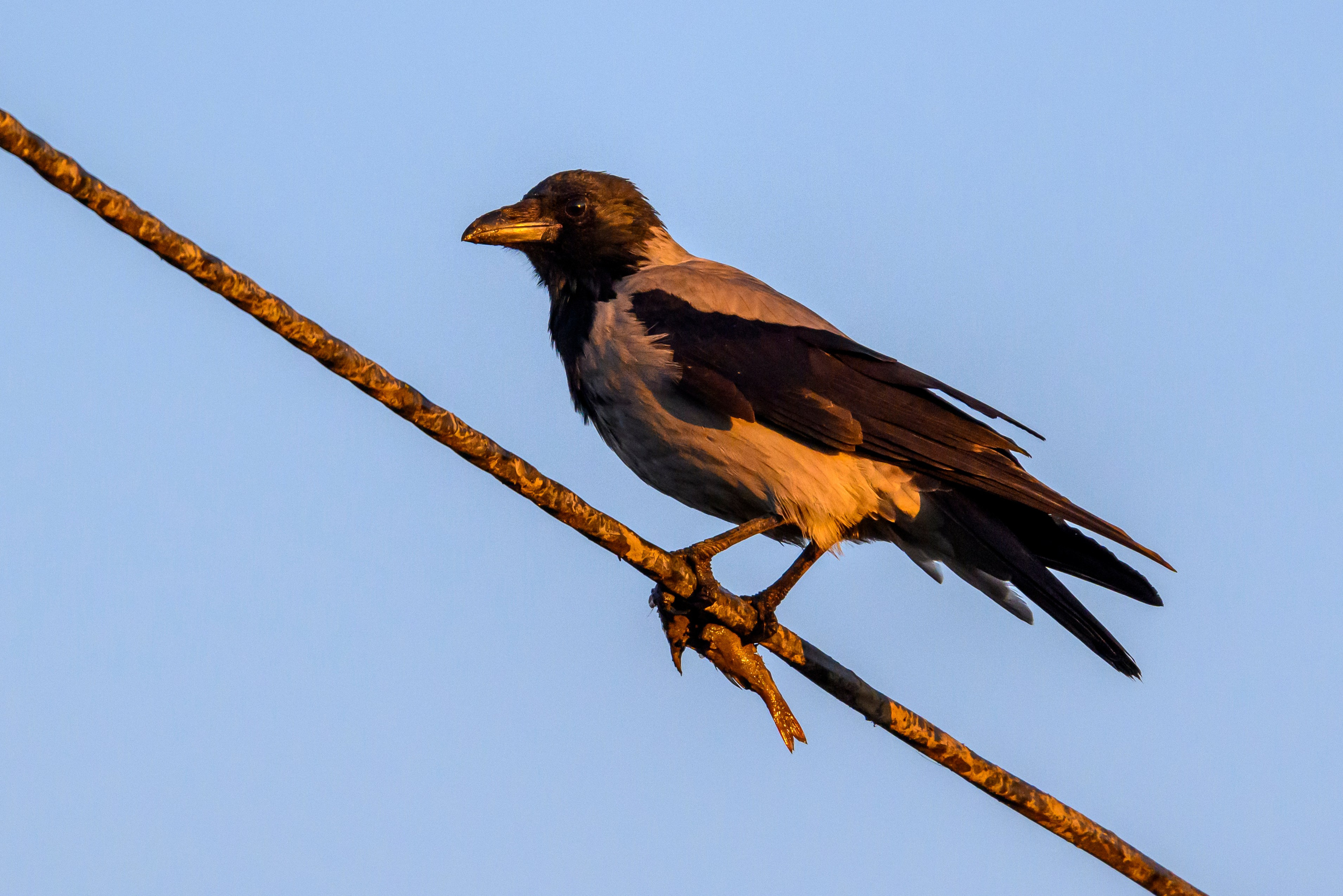 Пруды спустили. The ponds have been drained. Wildlife photography by Sergey Puponin