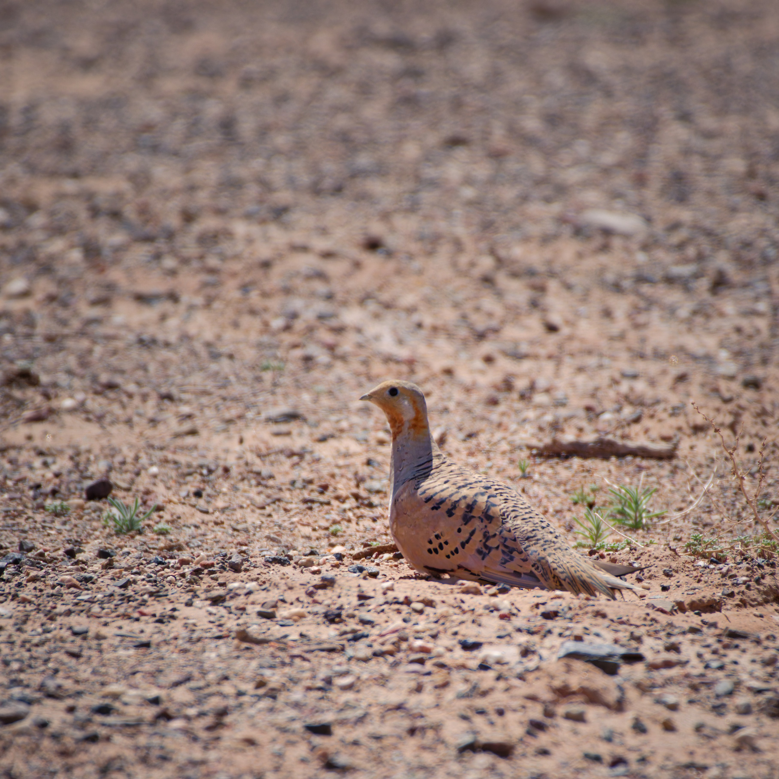 Птица саджа притаилась в россыпи камней в степи