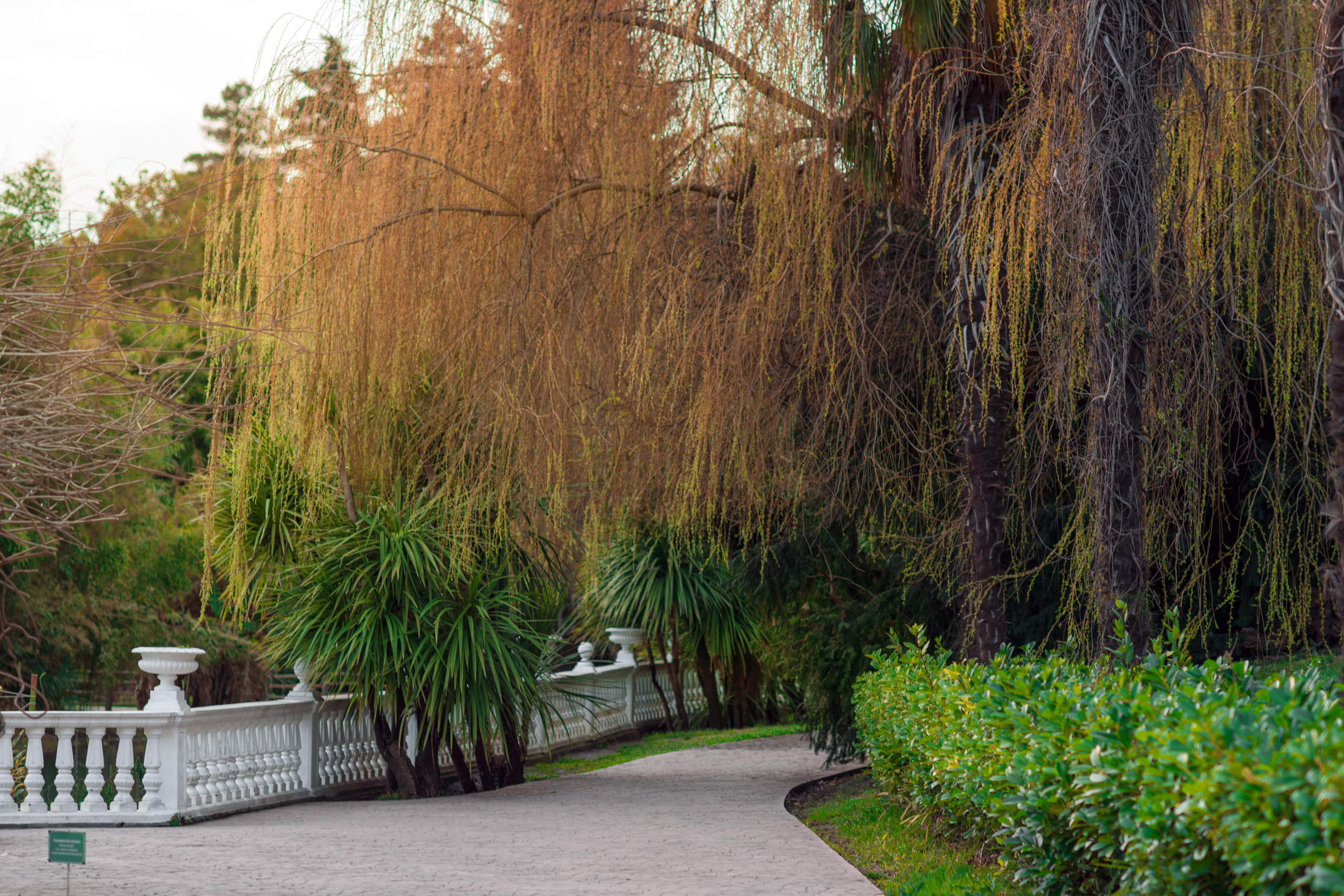 пальмы сад юг сочи адлер море пальма 
