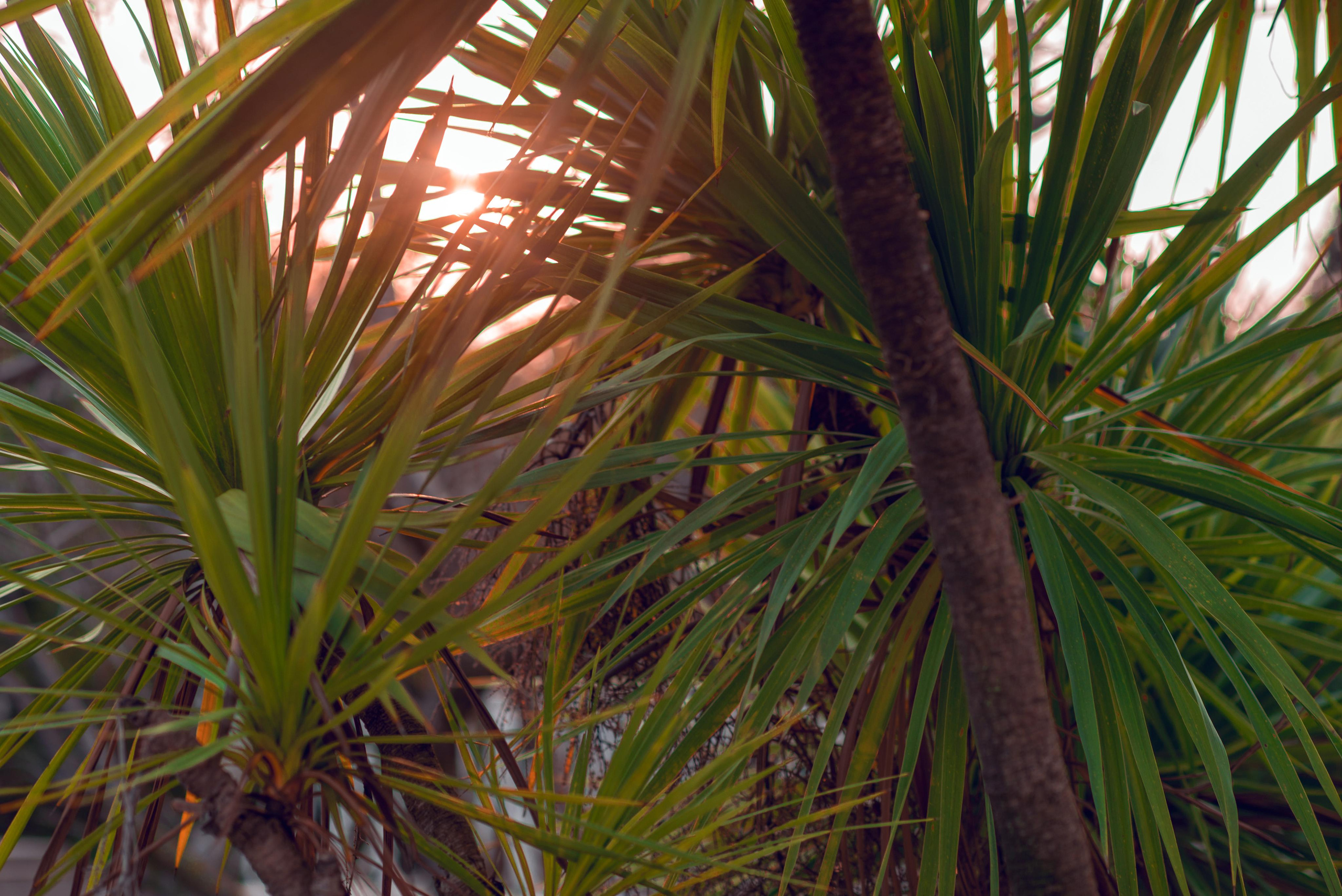 пальмы сад юг сочи адлер море пальма 