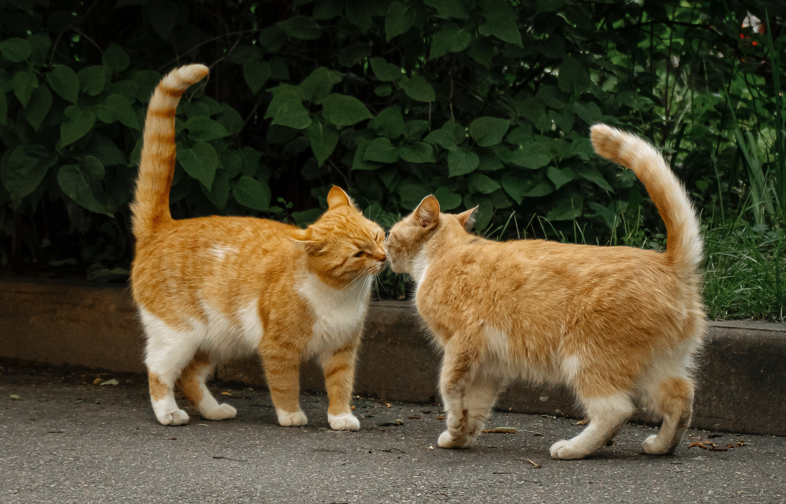Уличная съемка. Фотограф и оператор Илья Гунбин