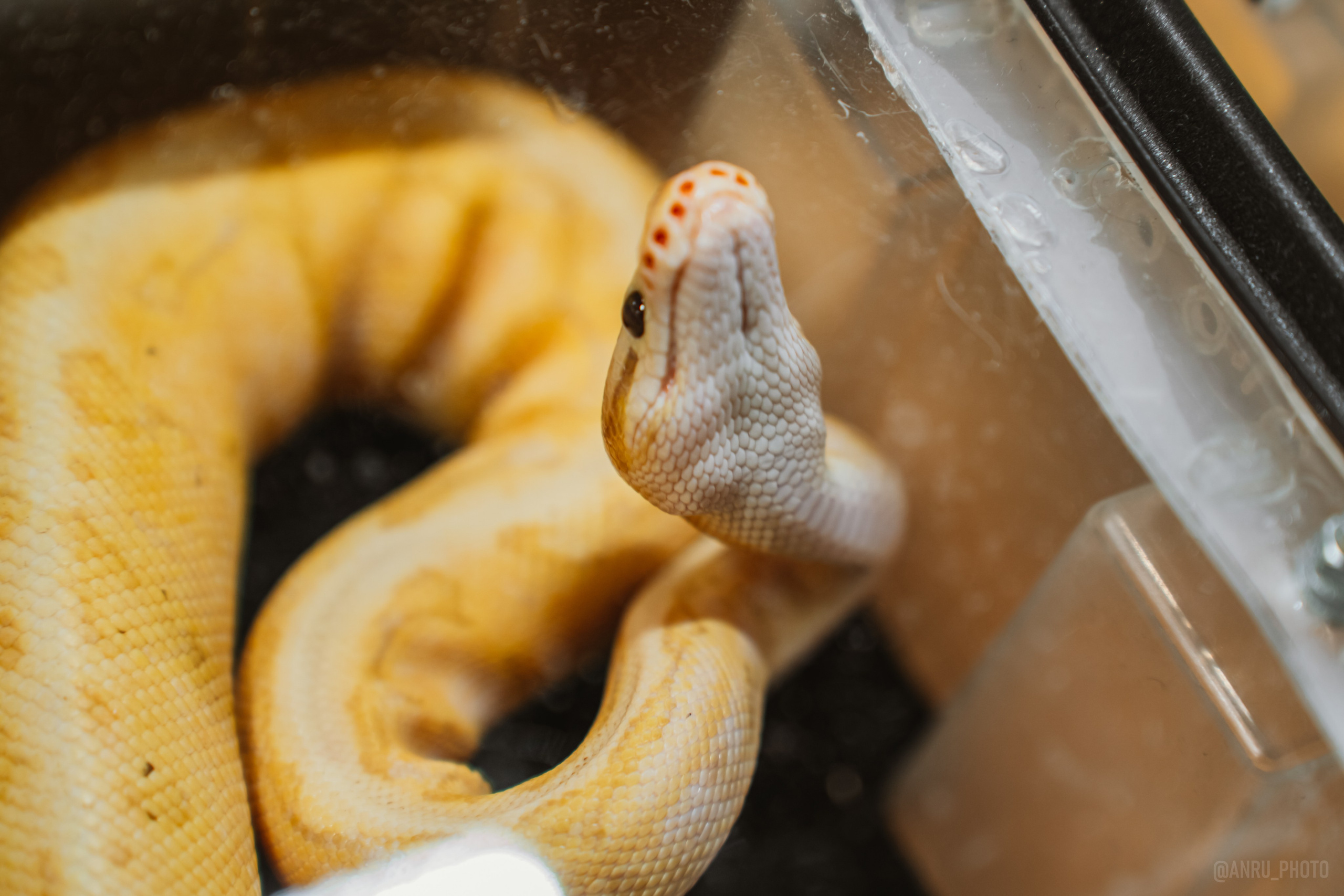 Рептилиум. Репортажный фотограф Анастасия Рубцова