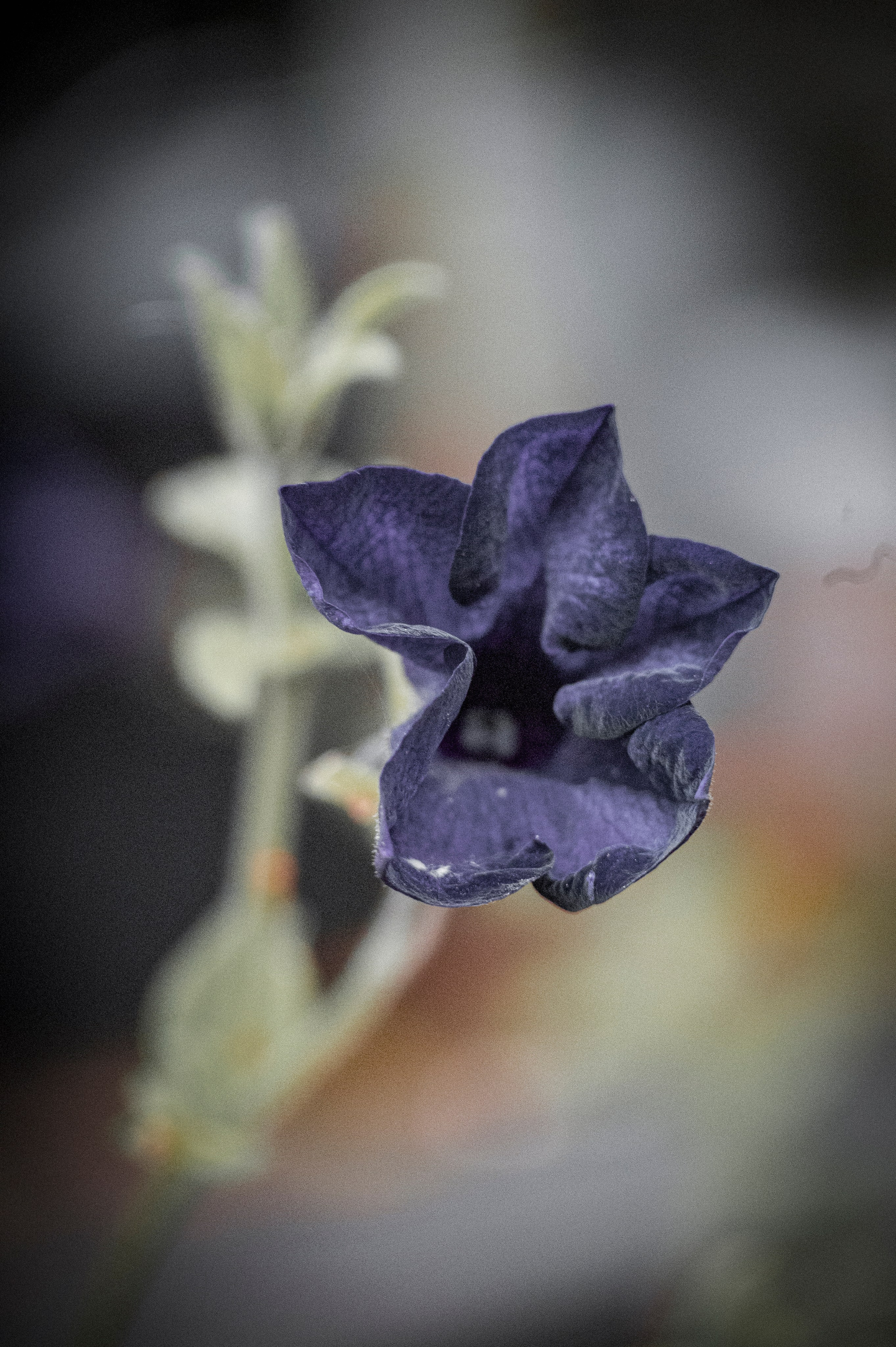 Осенние цветы. Фотограф Роман Адлер