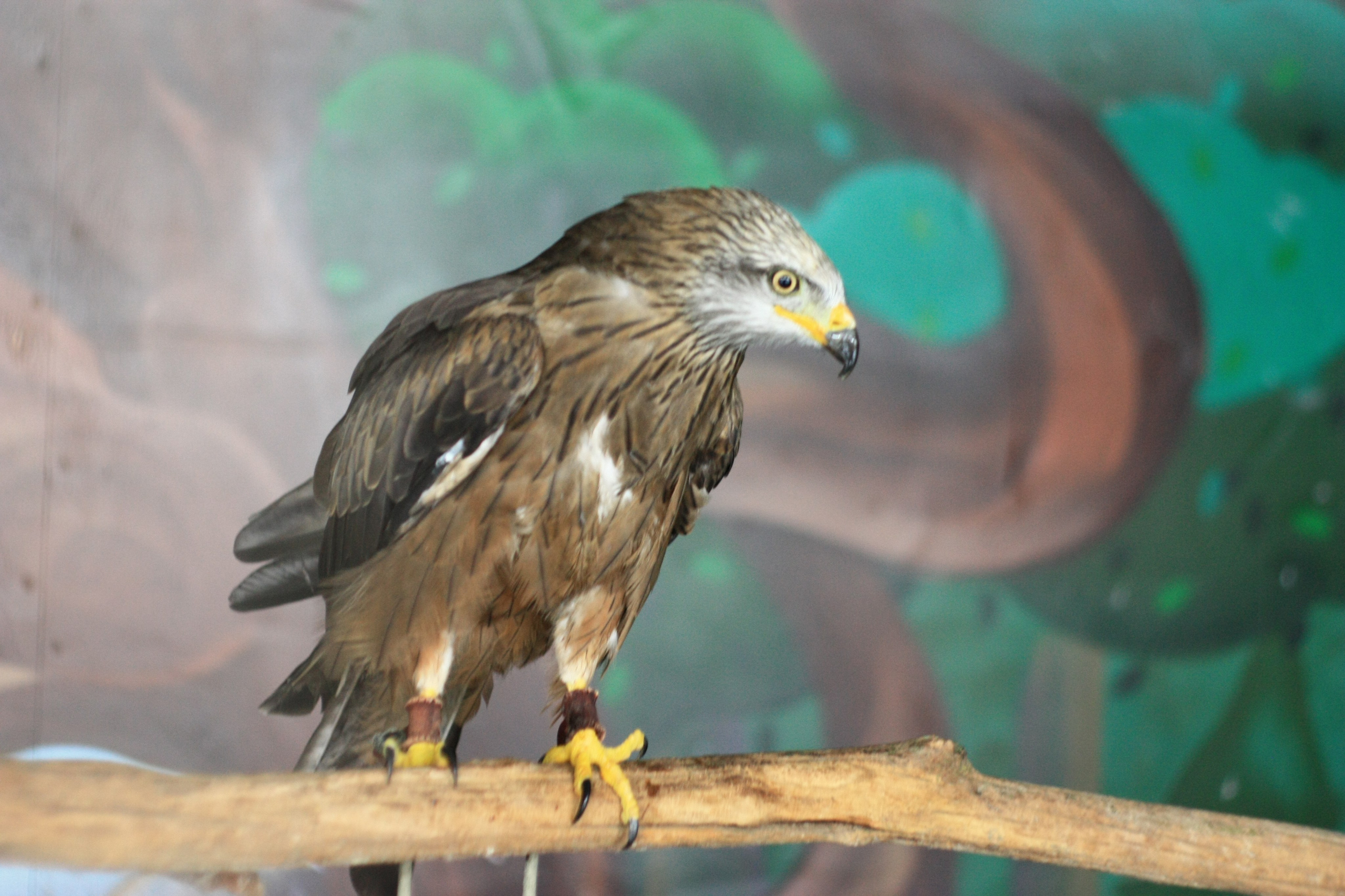 Первые кадры. Сочи — парк. Фотограф Роман Адлер