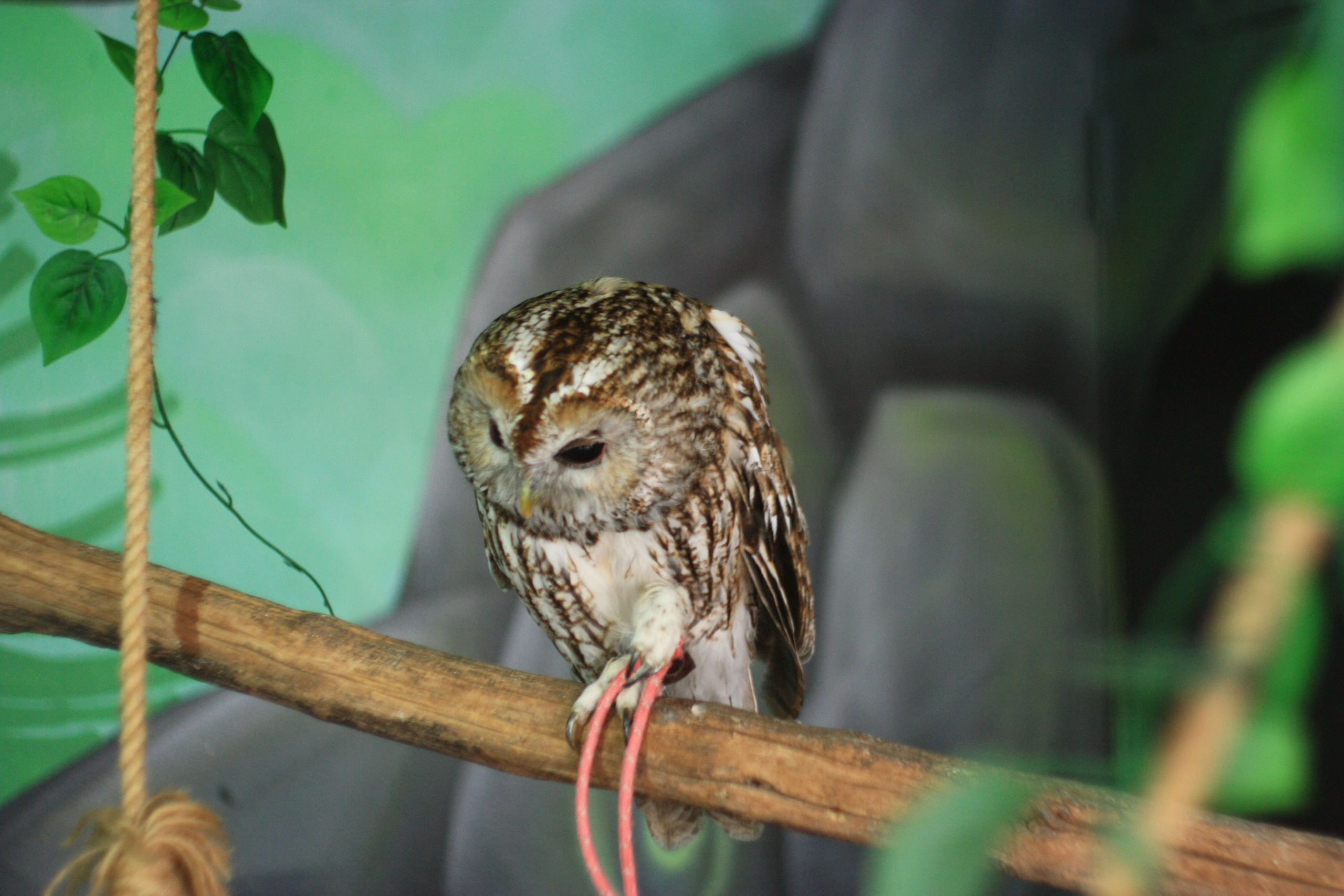 Первые кадры. Сочи — парк. Фотограф Роман Адлер