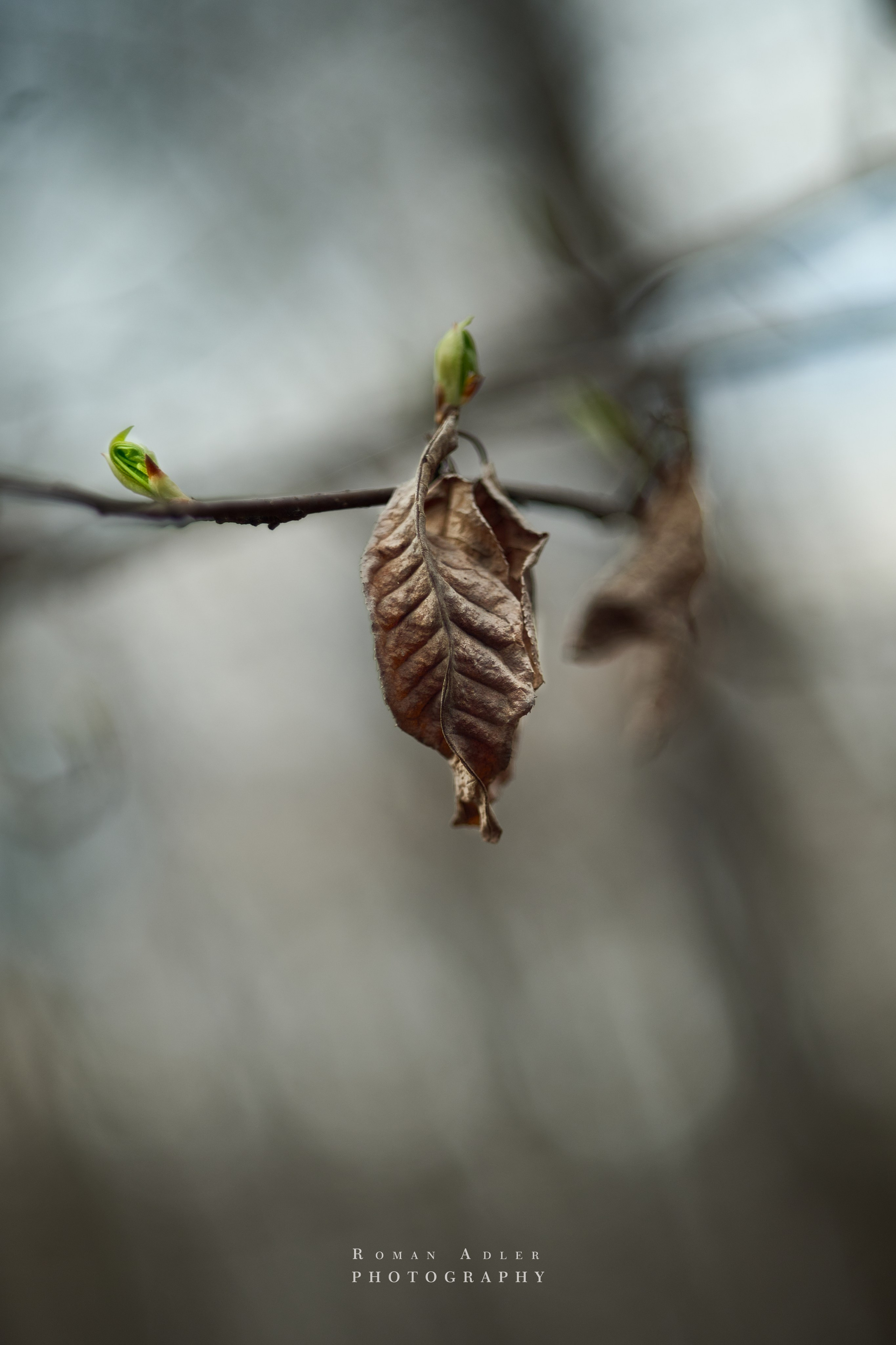 Весна. Москва 2025. Фотограф Роман Адлер