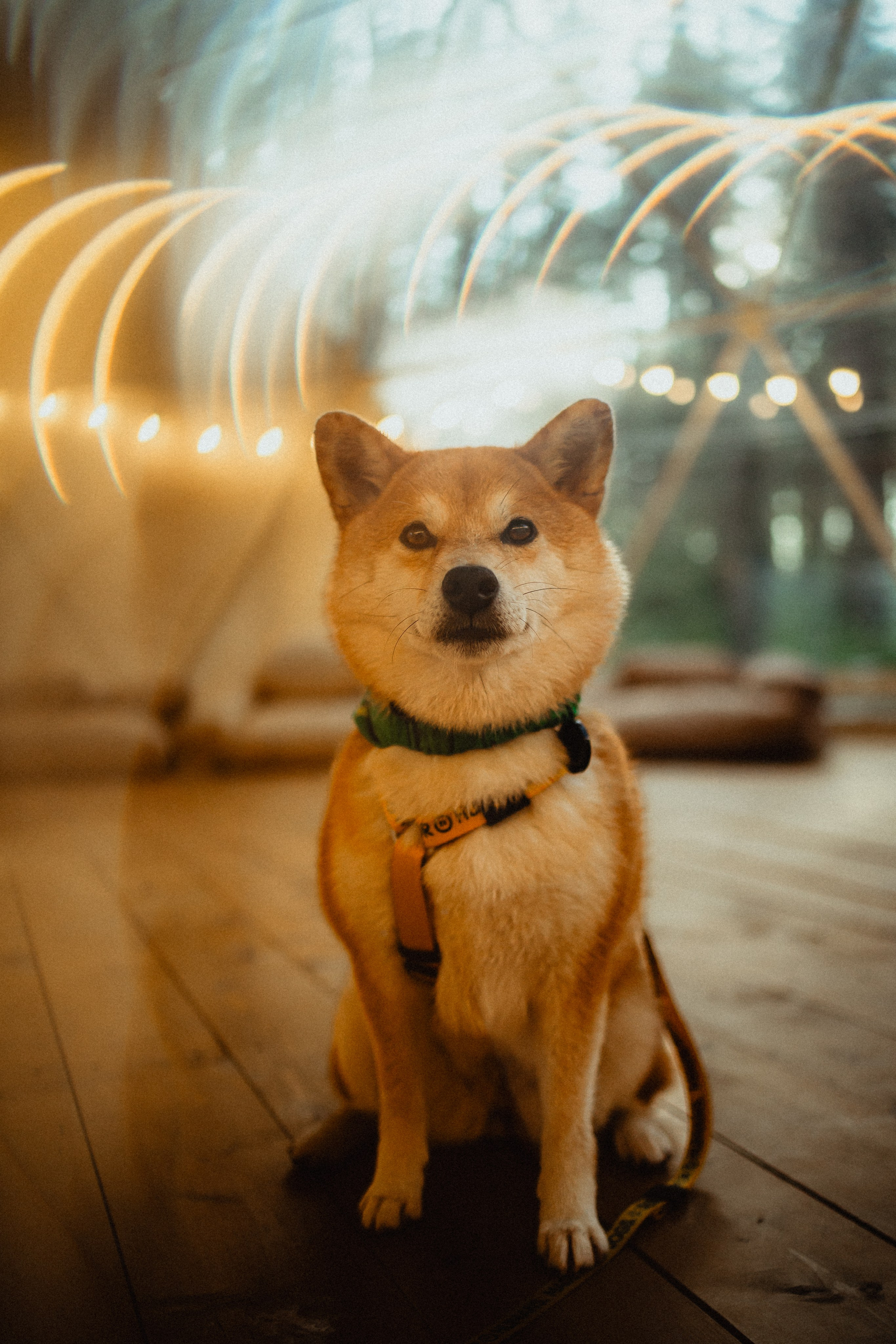 Выездной дог-тренинг от школы «Шерсть имею»