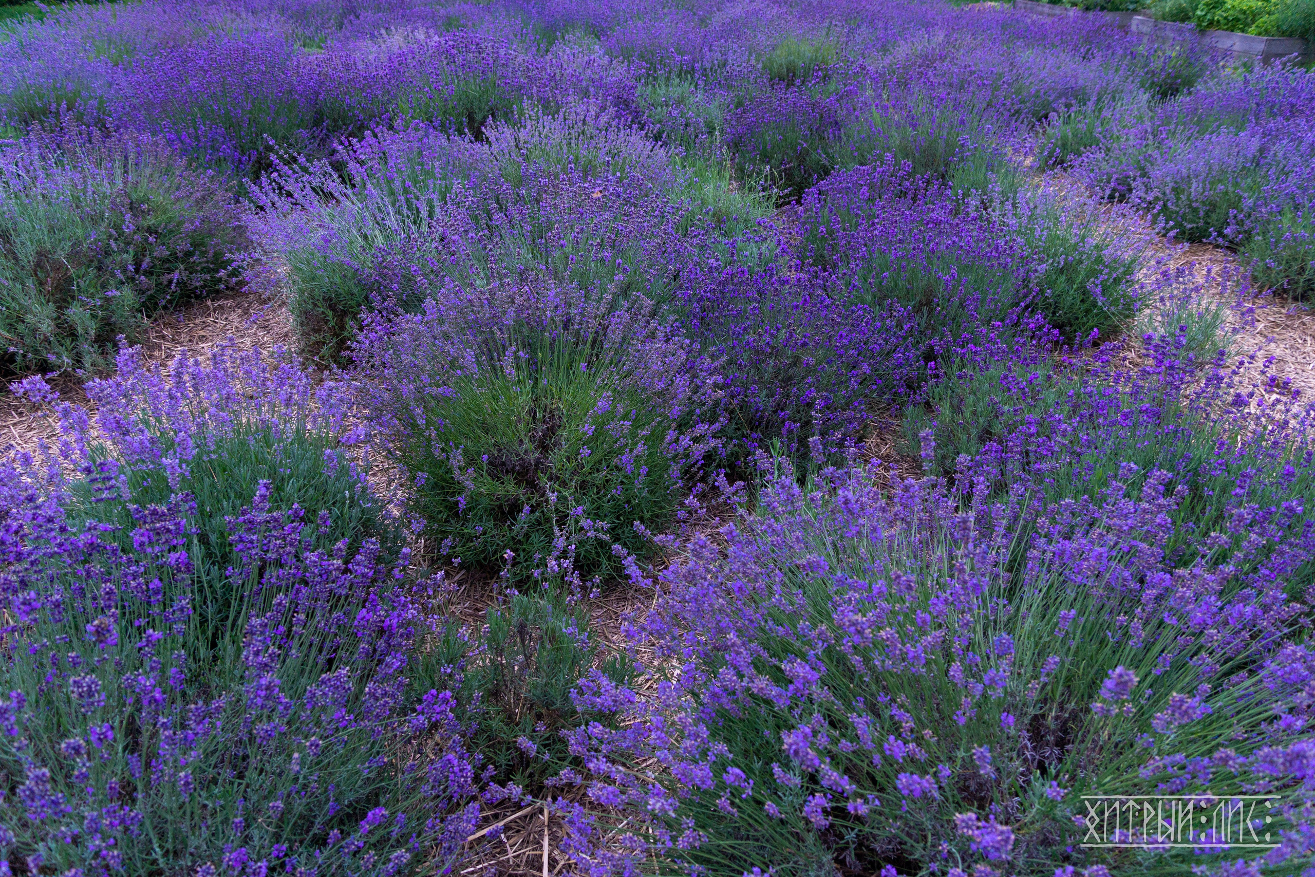 Беларусь. Фотограф-путешественник Самойлов Максим «Sly Fox»