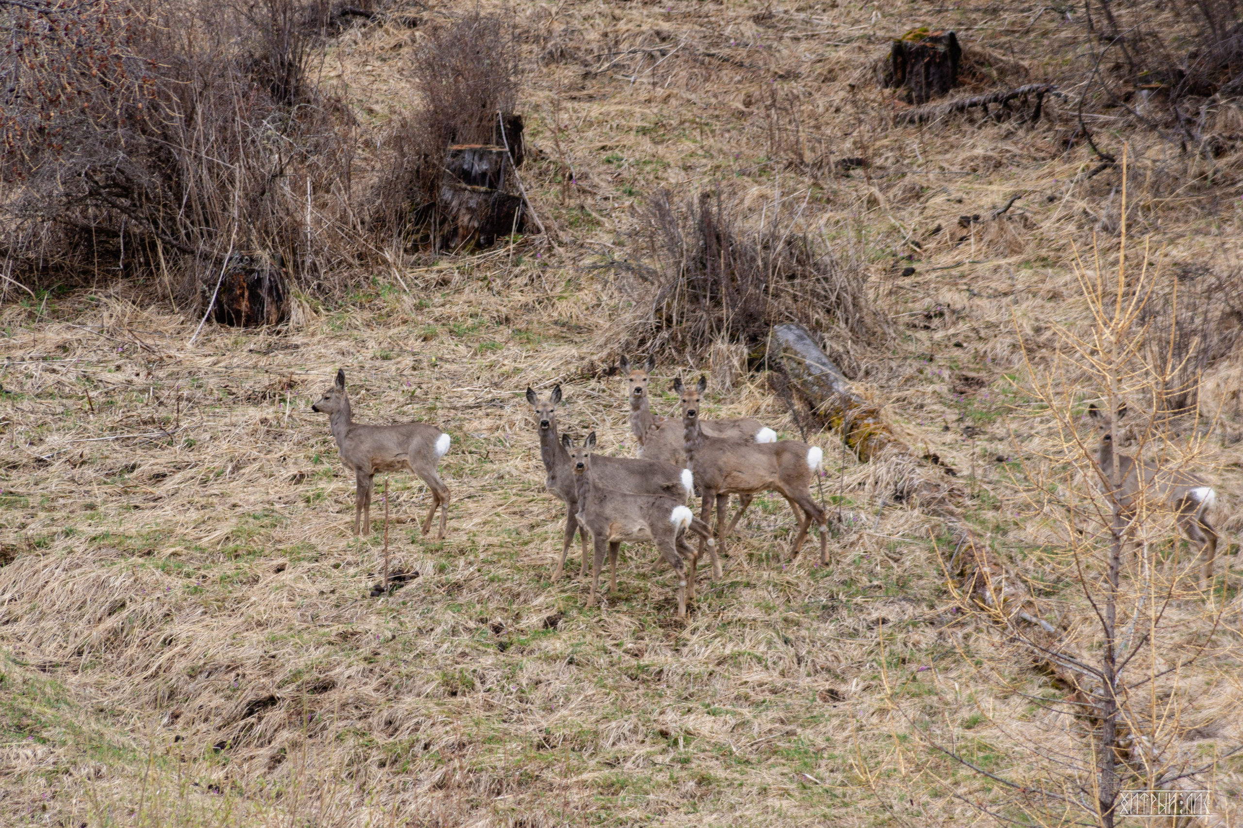 Алтай. Фотограф-путешественник Самойлов Максим «Sly Fox»