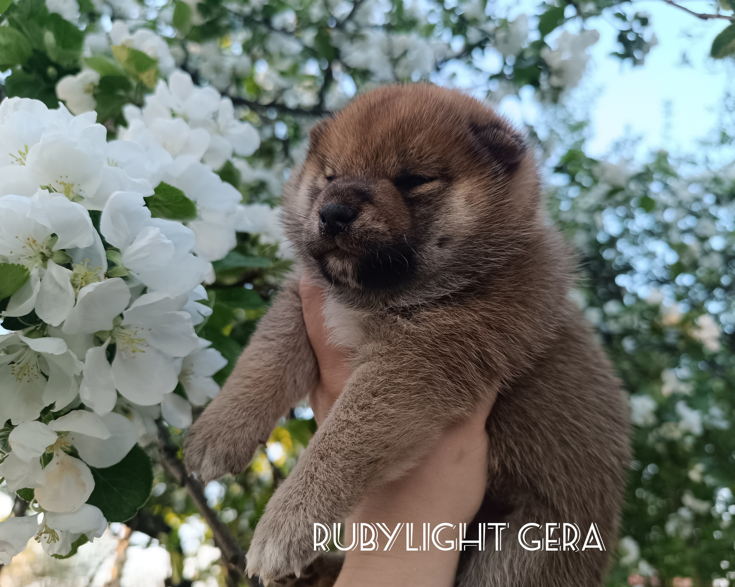 сиба питомник Рубилайт щенки на продажу rubylight  сиба щенки купить СПб Санкт-Петербург