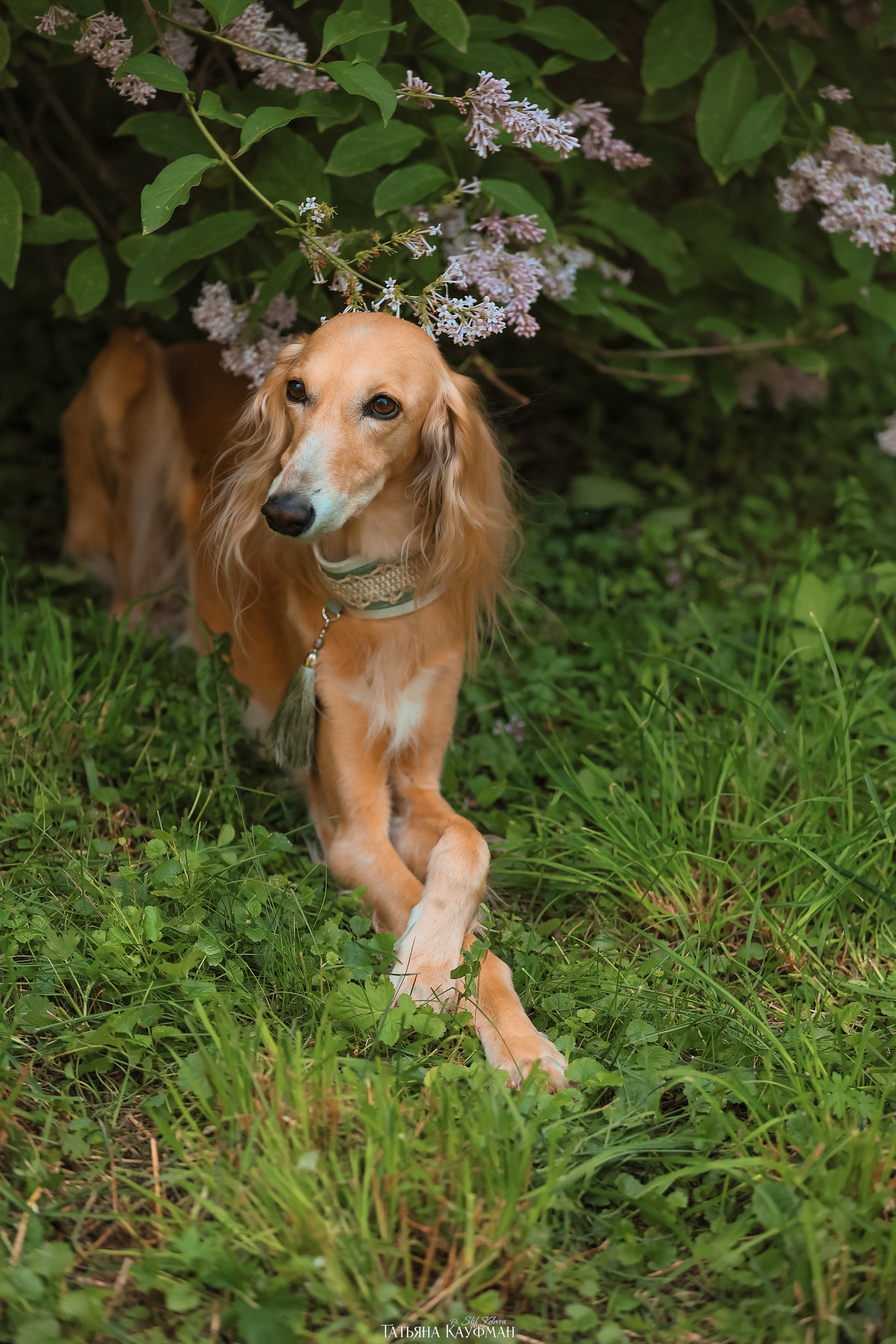 Салюки, фотография салюки, собака в цветах, красивая собака, фотограф анималист, фотокурс Анималистика, научиться фотографировать собак