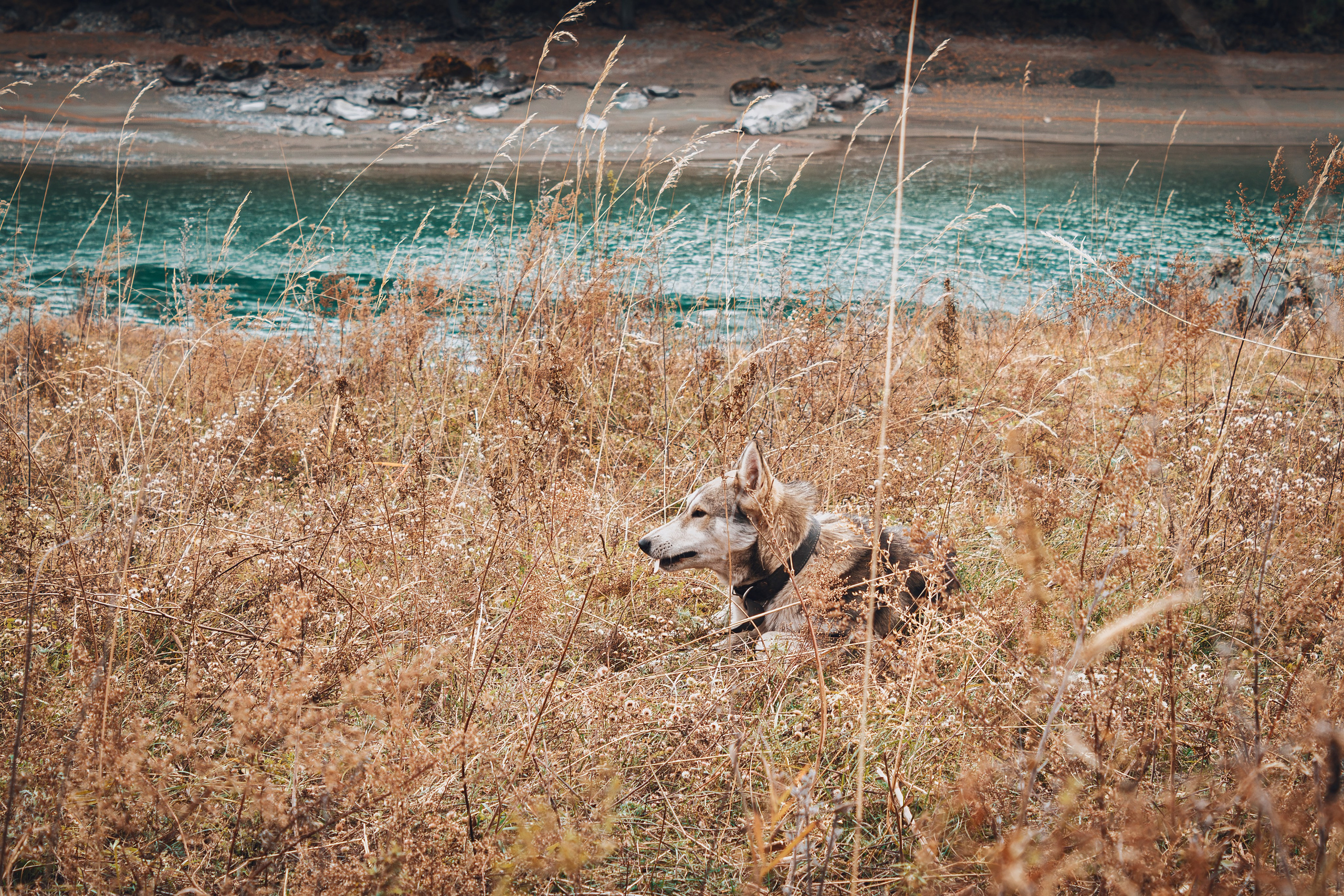 Фотографии Горного Алтая. Фотограф в Новокузнецке