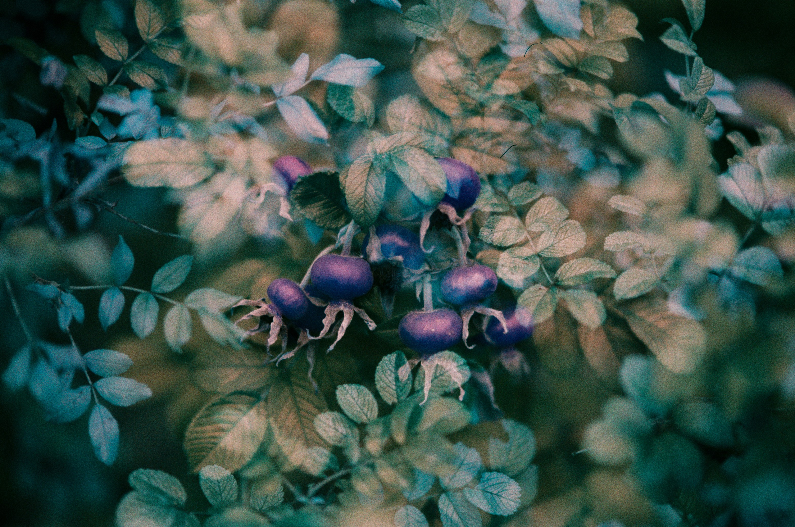 Post blue. EVER EXPOSED