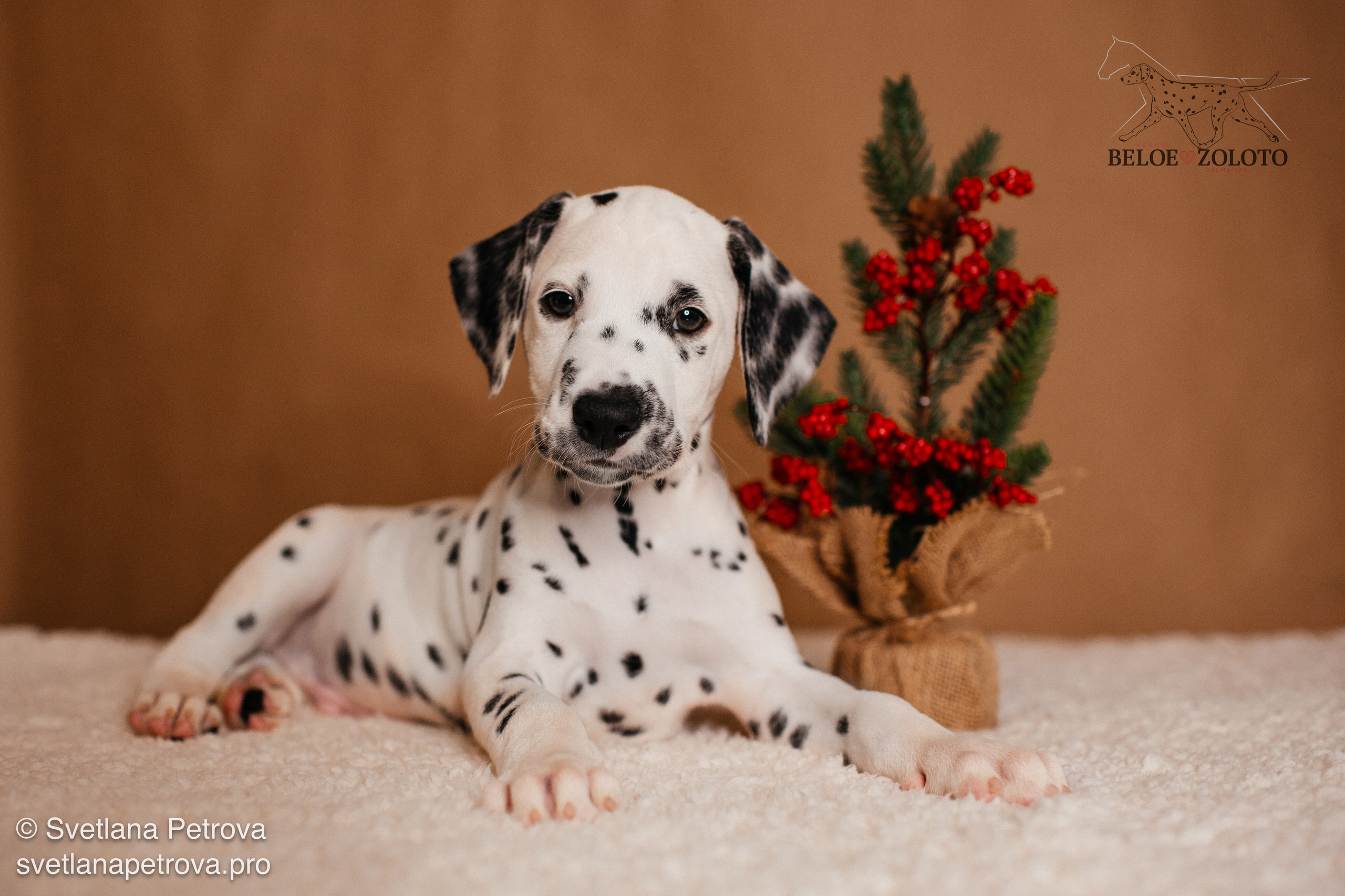 Далматины. Зима 2025. Фотограф Светлана Петрова