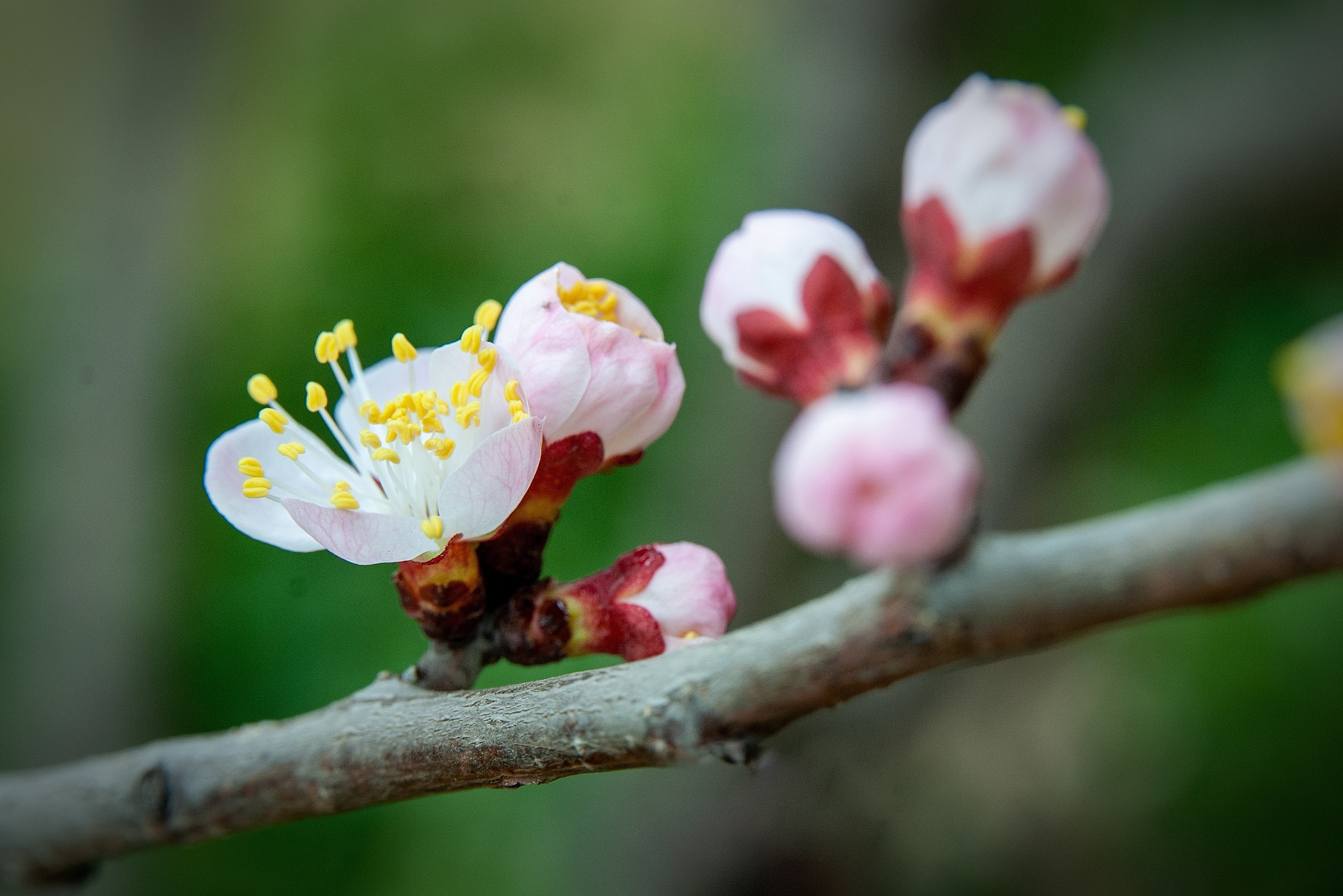 Весна. FotoGraf