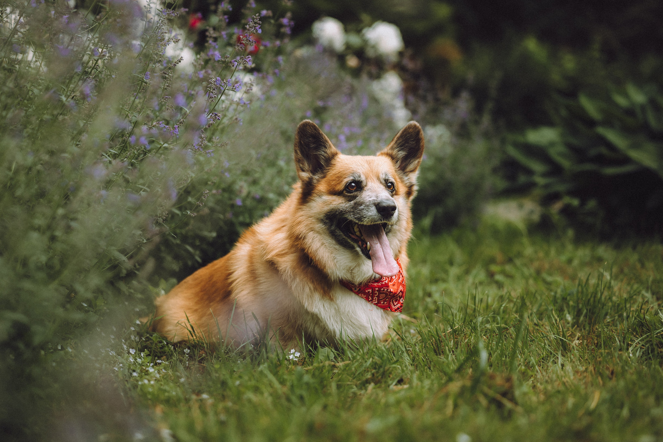 Ира, Леша и Харли