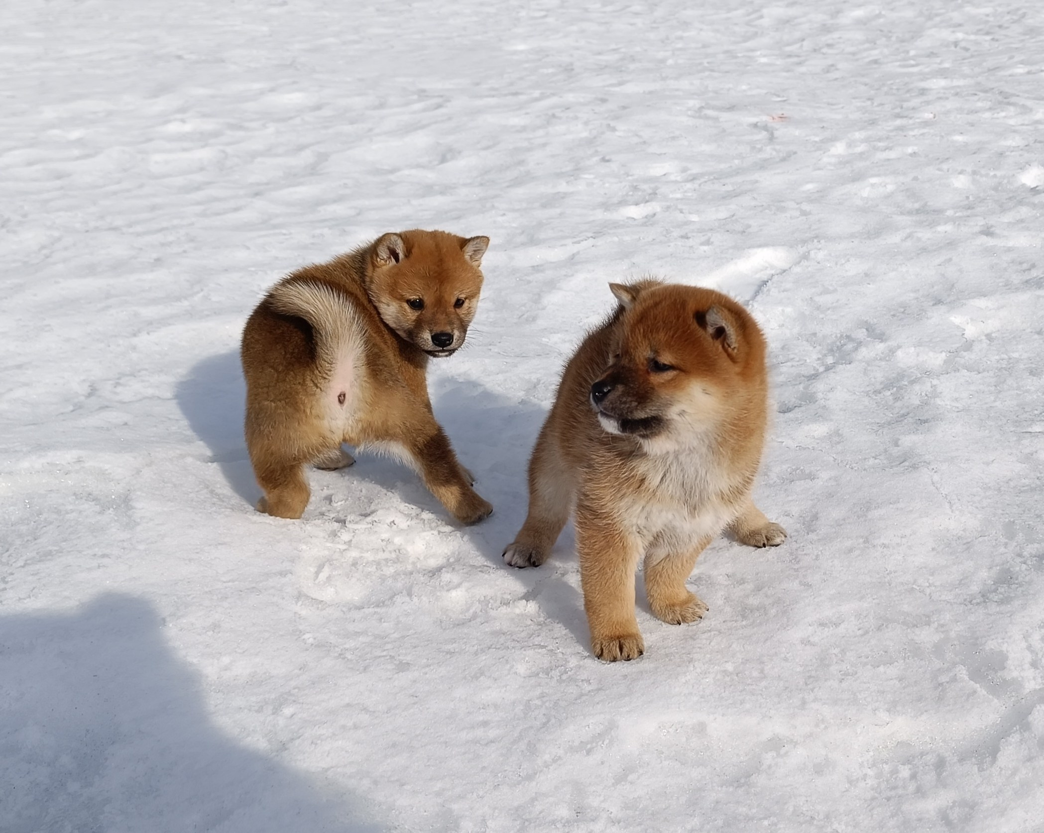 Сиба Помёт Е питомник Рубилайт