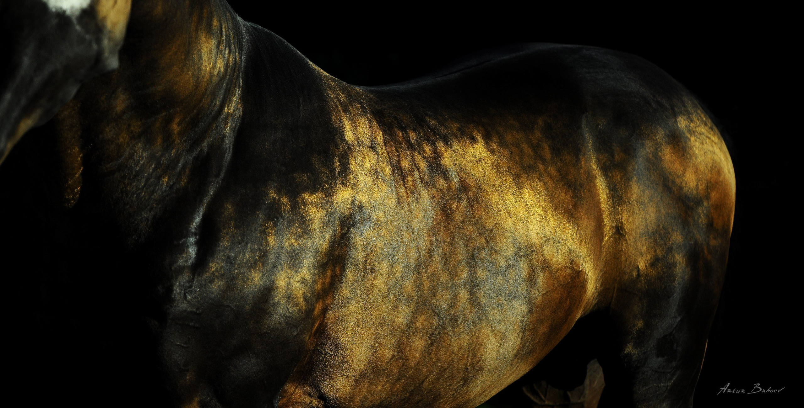 Gallery. Art photos of horses — ARTUR BABOEV | Photographer