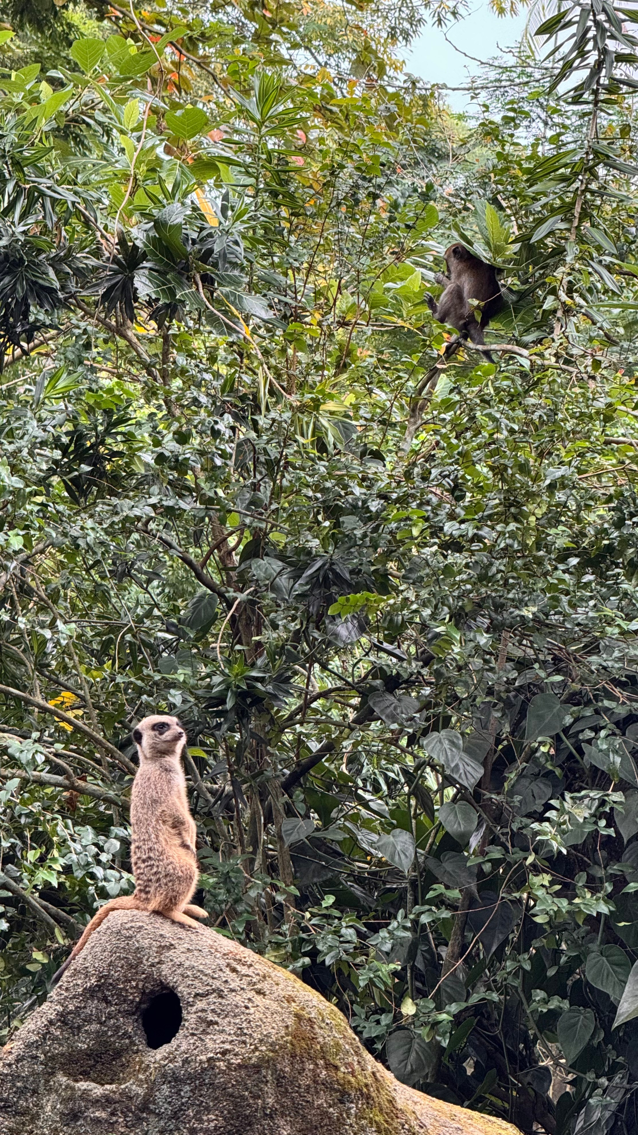 Сингапур 2025. А вот и да!