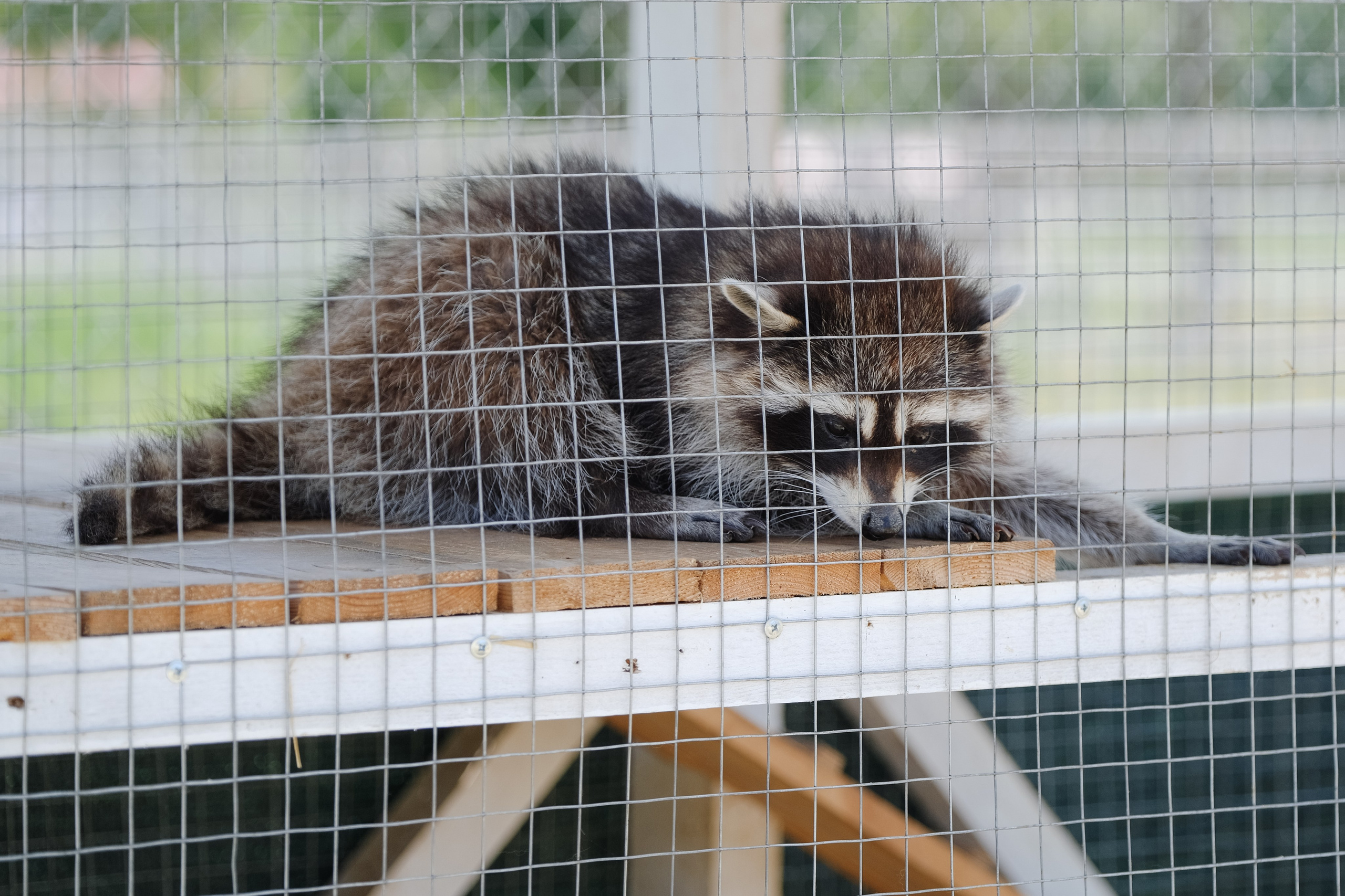 Репортаж на ферме. Профессиональная фотосъемка в Крыму. Натуральные эмоции и живые кадры. Забронируйте дату прямо сейчас!