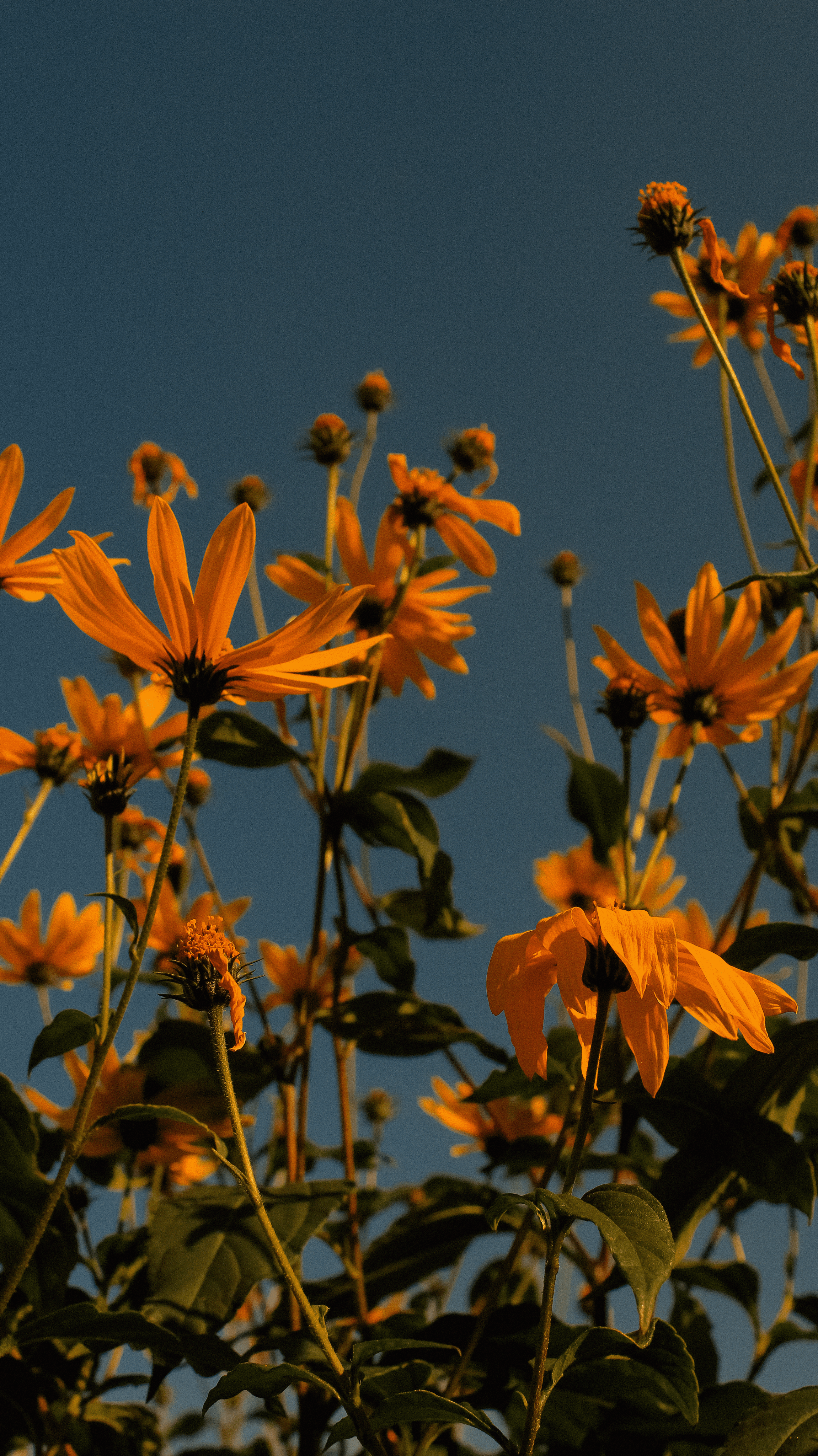TMN summer '24. Фотограф/дизайнер в Екатеринбурге Хитрый Дмитрий