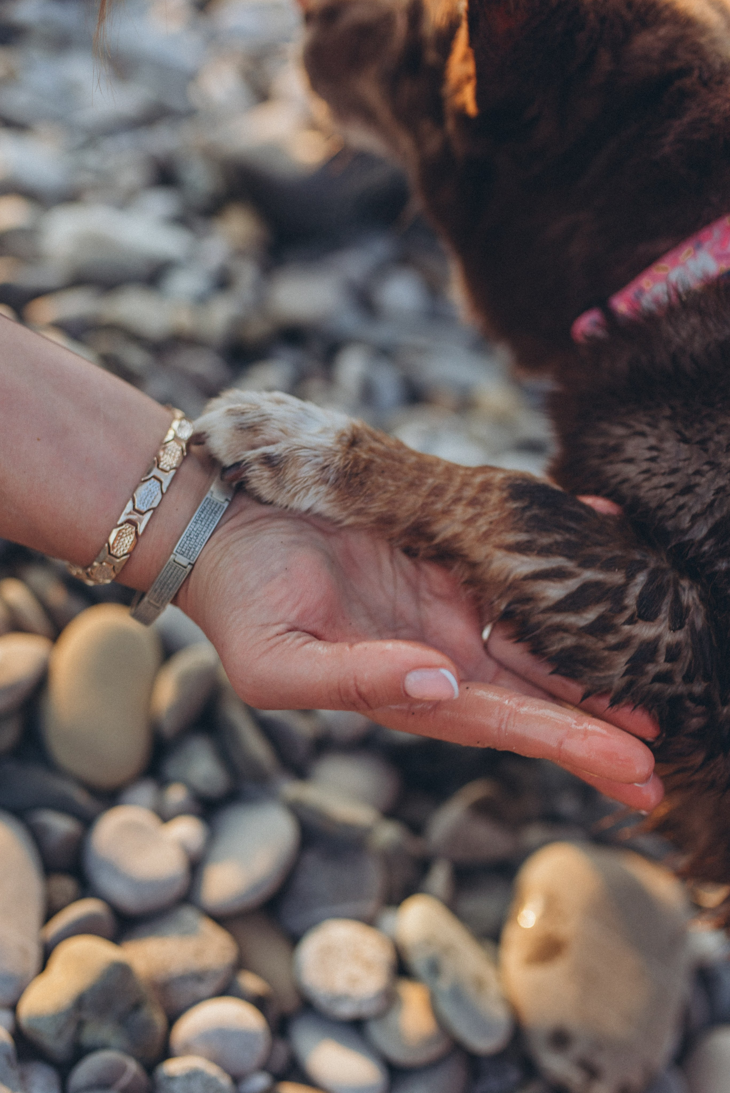 🐕 Катя и Дима 🐕. Фотограф в Сочи — Маргарита Поганова