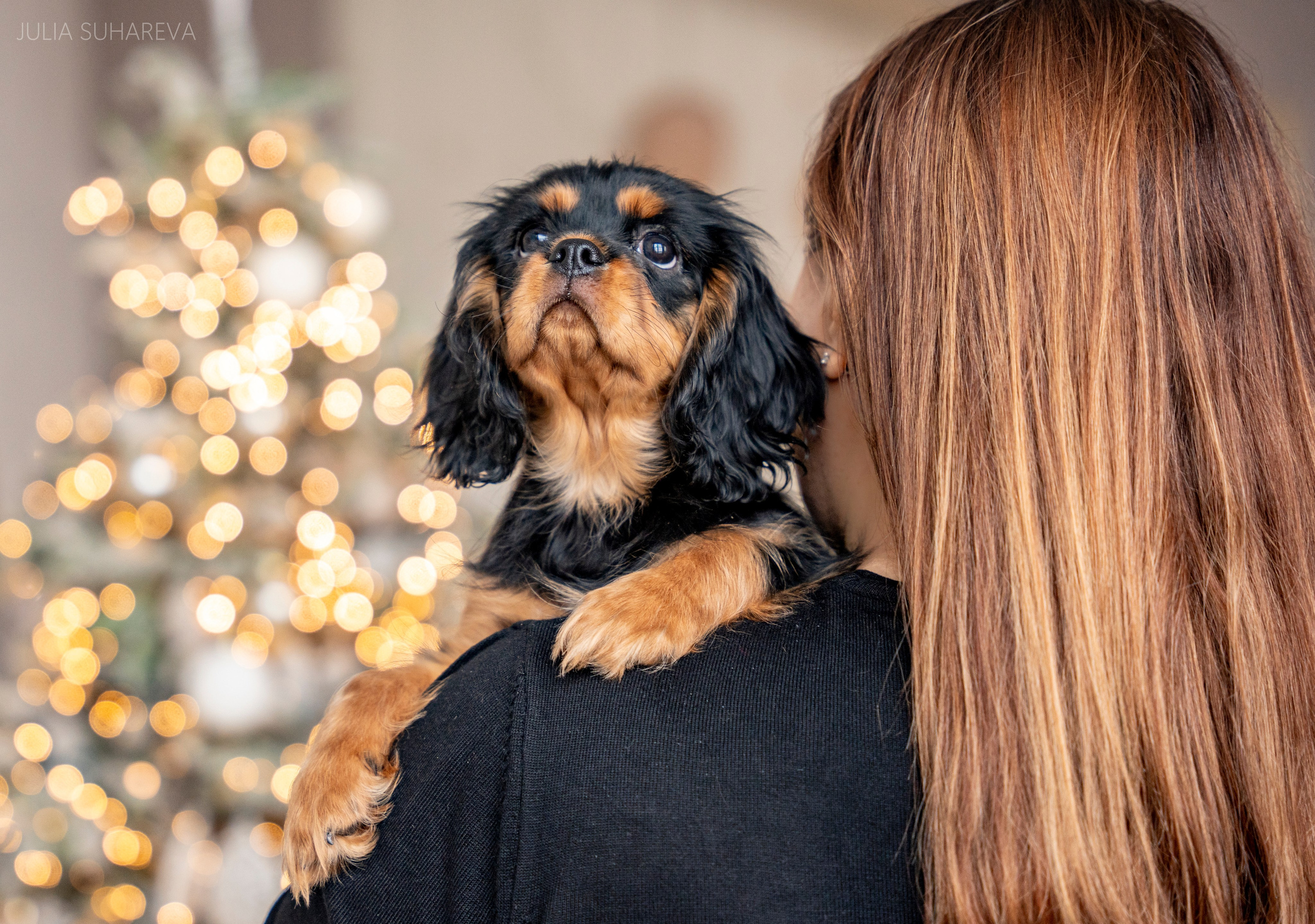 Щенки Кавалер кинг-чарльз-спаниель (Новый год). Главная
