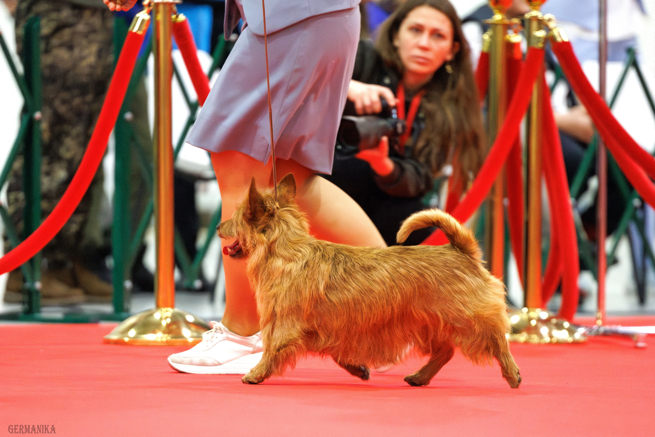 Лучшие Собаки России 17-18.02.2024. Фотограф-анималист Юлия Германика