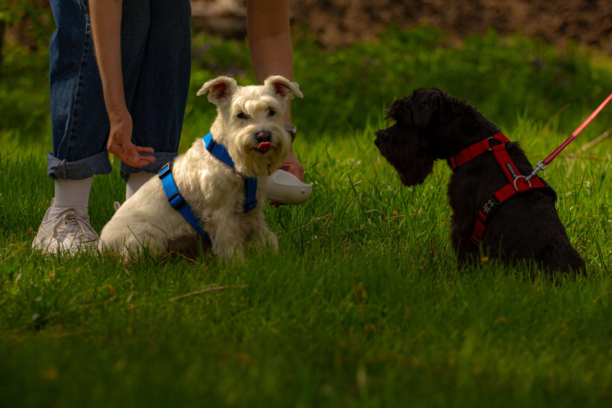 Цвергшнауцеры и их хозяева Андрей и Полина