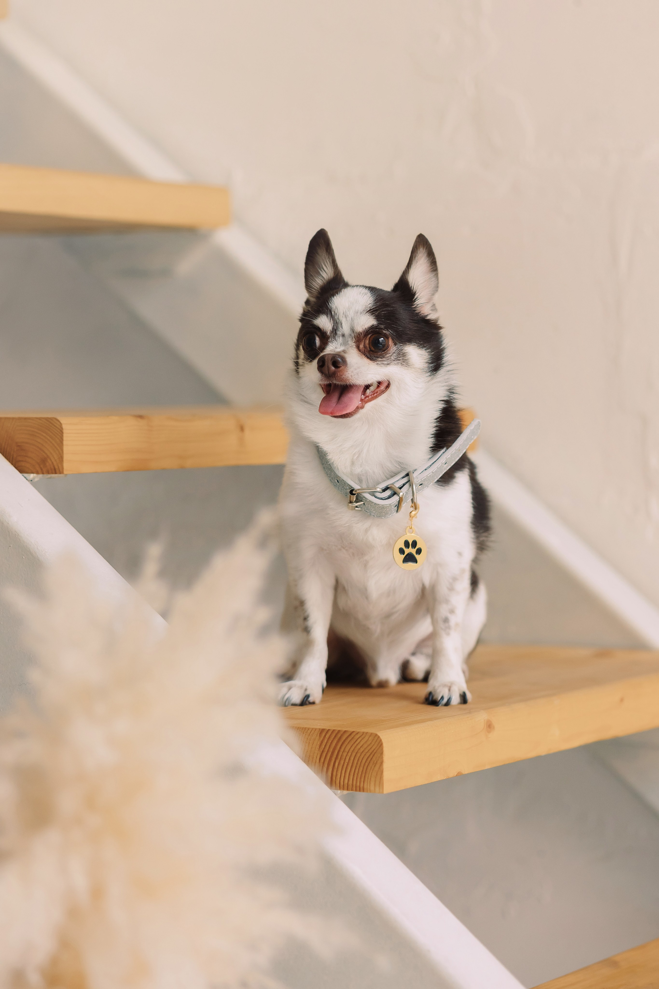 Магазин Friend of mine. Фотограф-анималист Елена Радченко, Москва