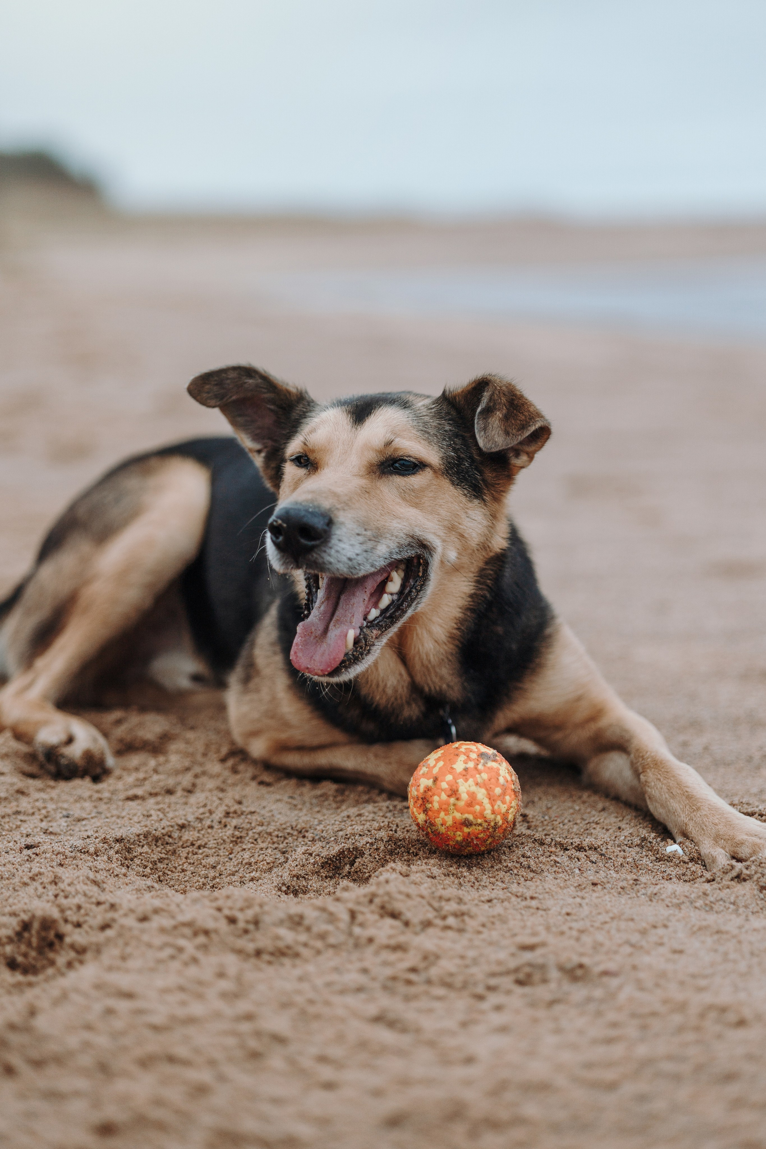 Наталья и Того. Фотограф — Анималист | Санкт-Петербург