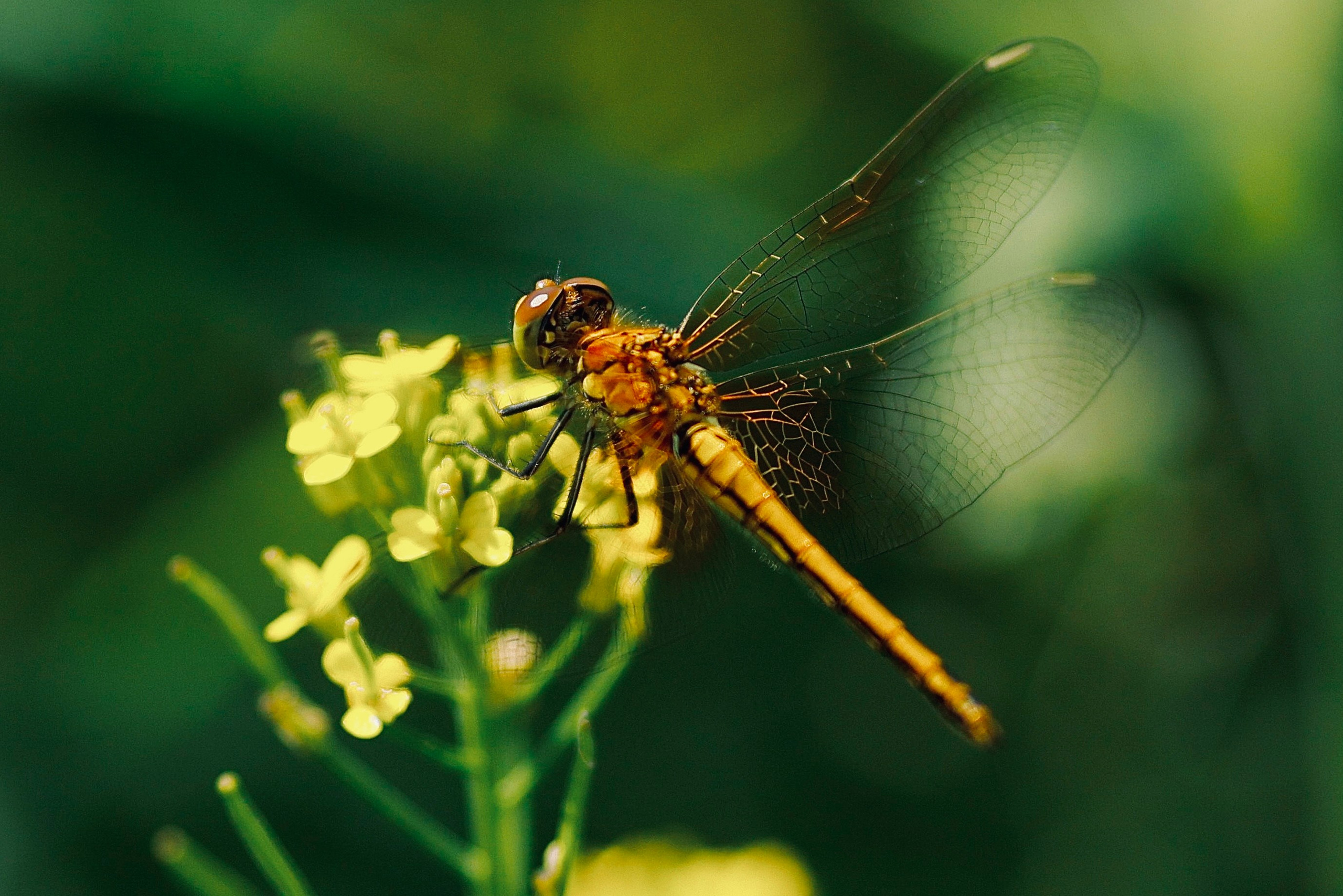 Wildlife photography. Photographer Kirill Sergeev | Moscow