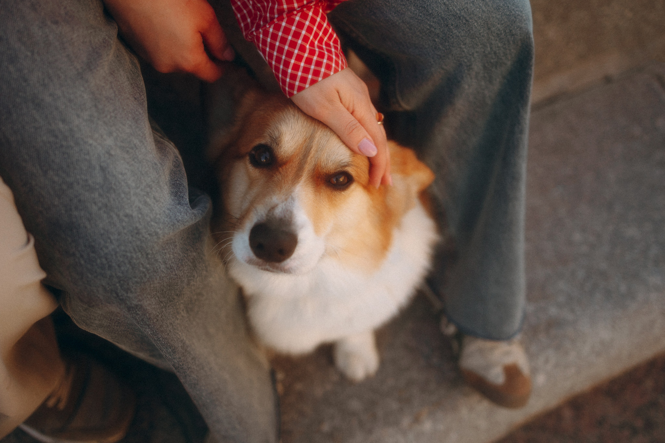 Момо, Люда и Эд. Фотограф анималист Анастасия Пикей