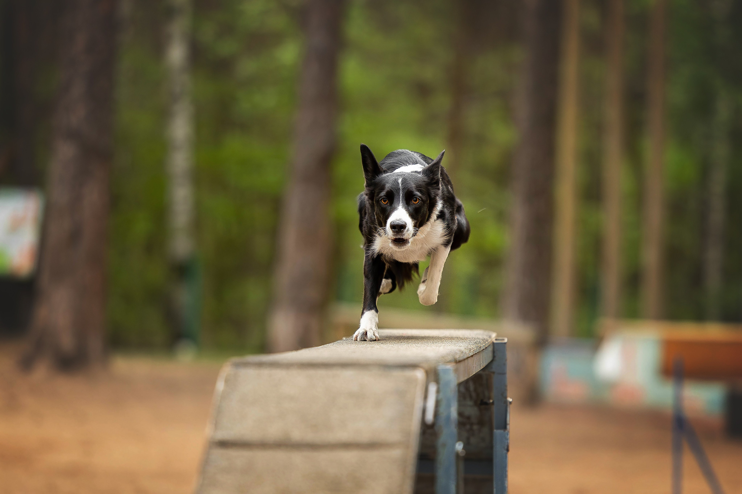 Тренировка аджилити. Фотограф Анималист в Перми Анастасия Остерман