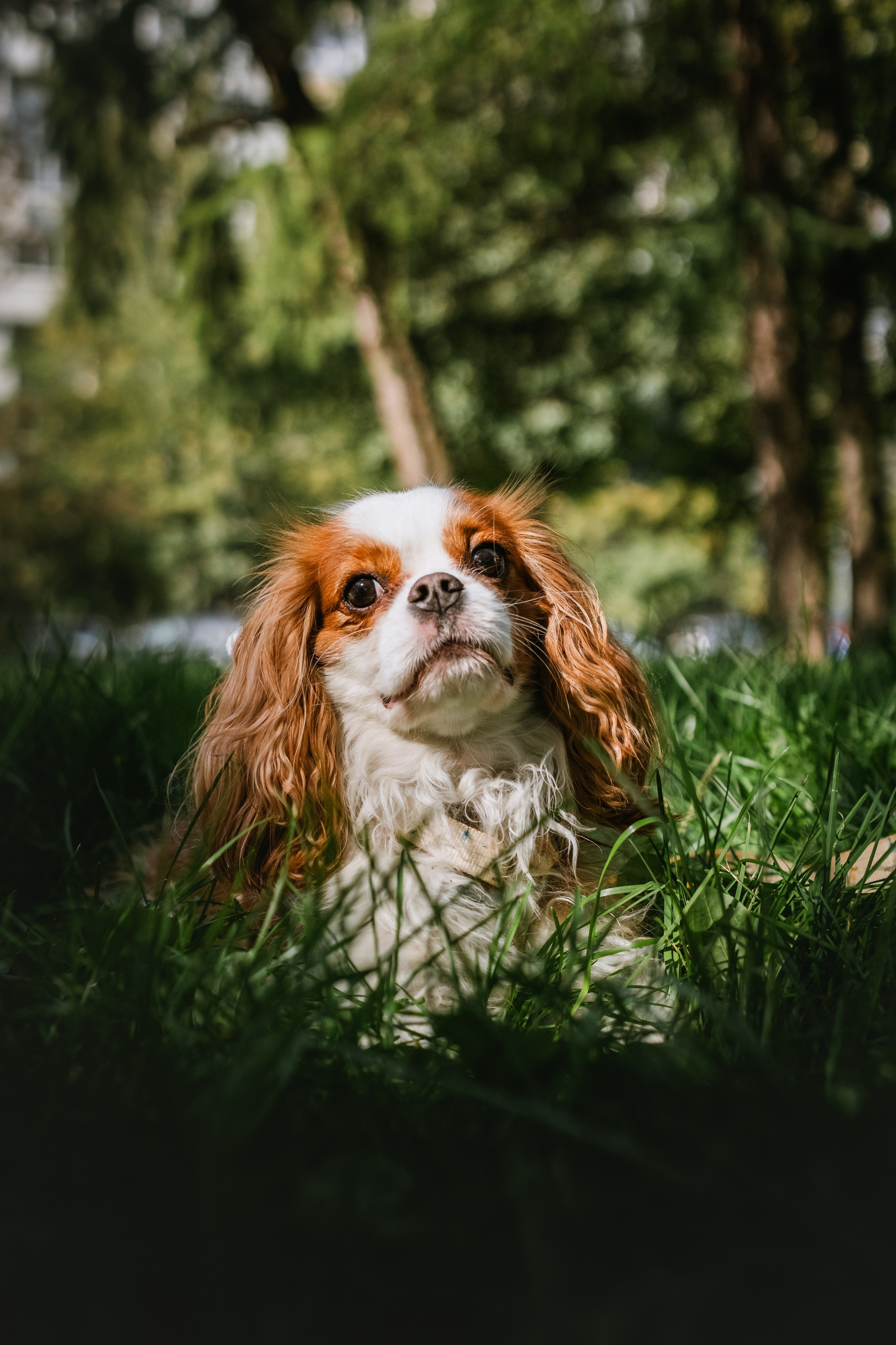 Фотопрогулка на бульваре. Фотограф-анималист Татьяна Степанова
