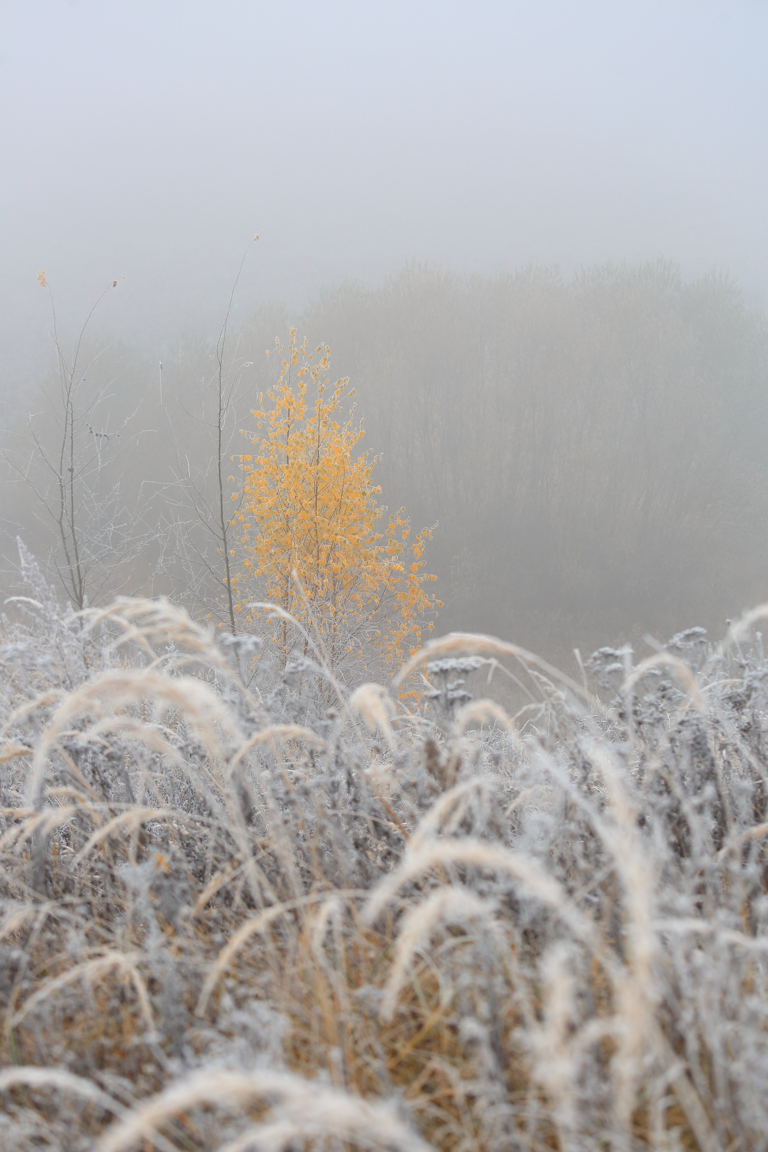 Туманный октябрь. Свадебный и репортажный фотограф в Ярославле и Санкт-Петербурге Роман Микрюков
