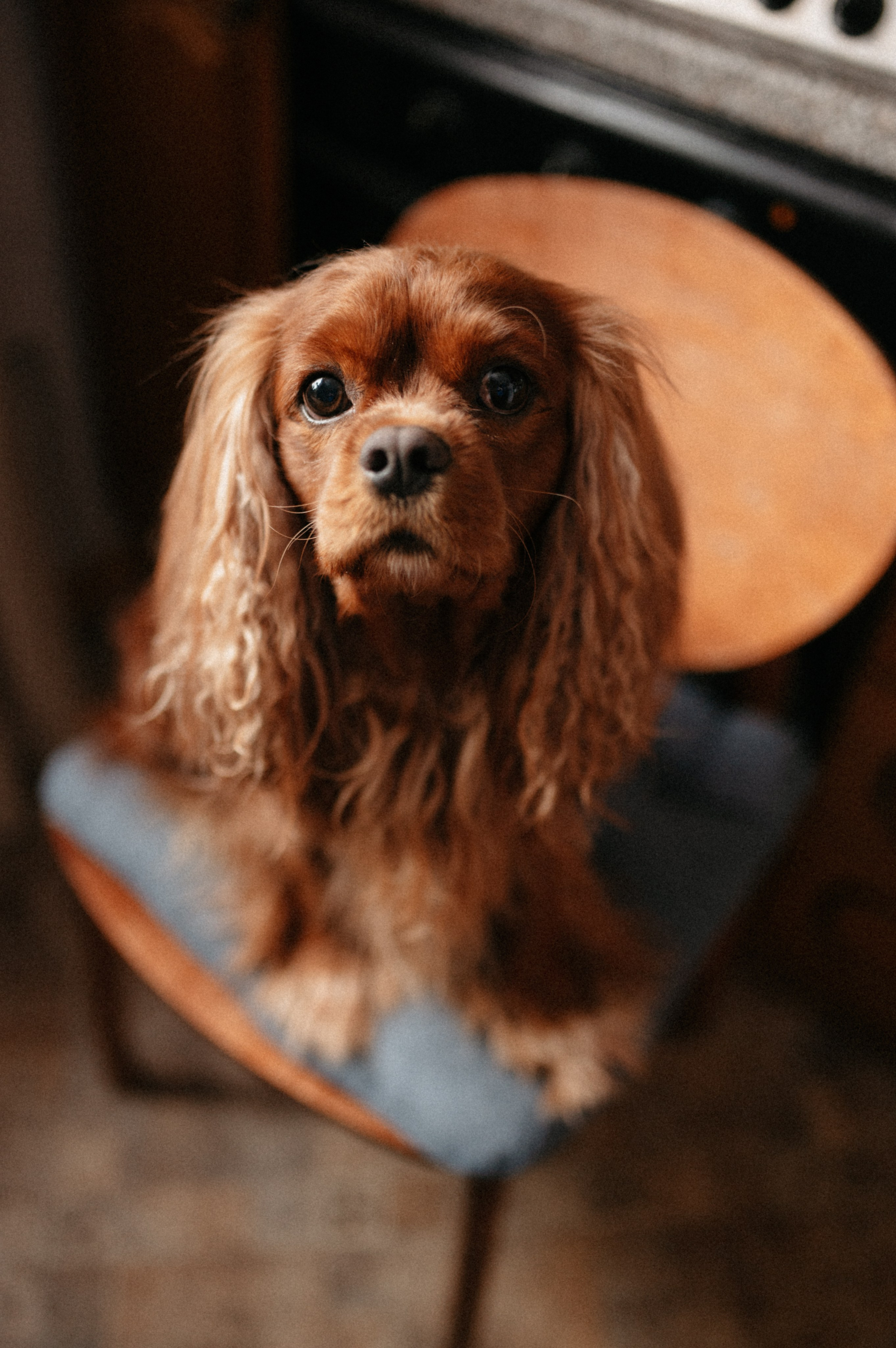 Оля и её меховая банда. Фотограф анималист в Москве Ольга Агушева