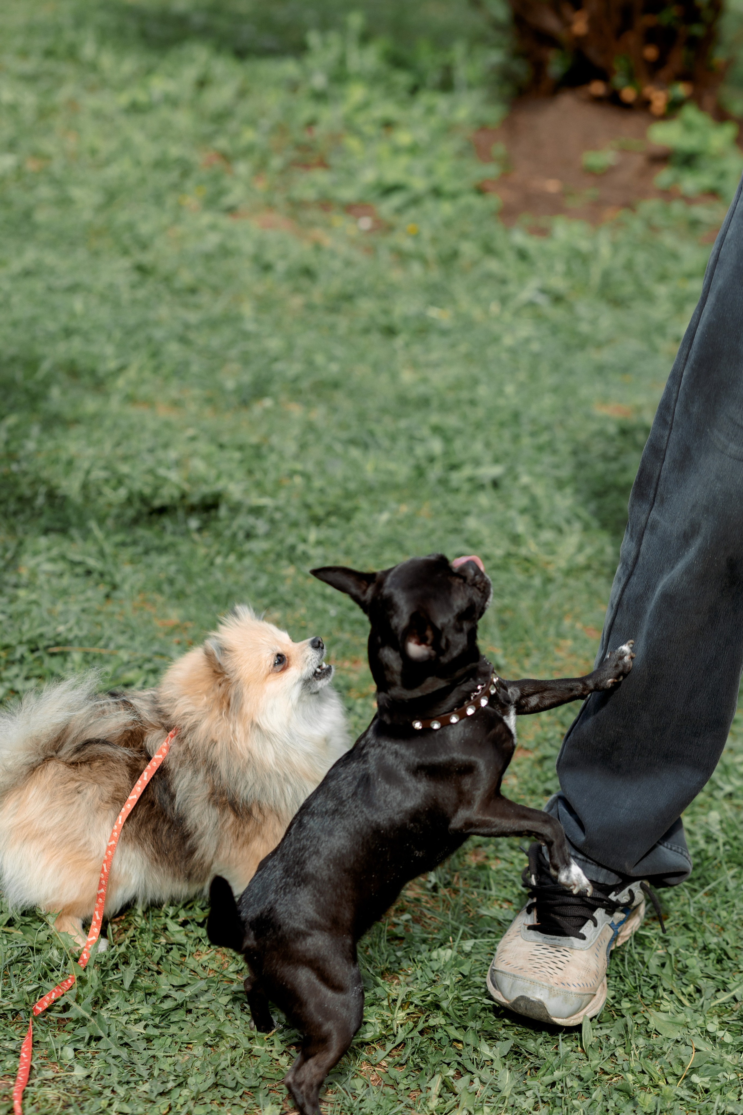 Прогулка с пЁсиками. Свадебный и Семейный фотограф г. Ижевск Гульназ Солдатова. Гульназ фото