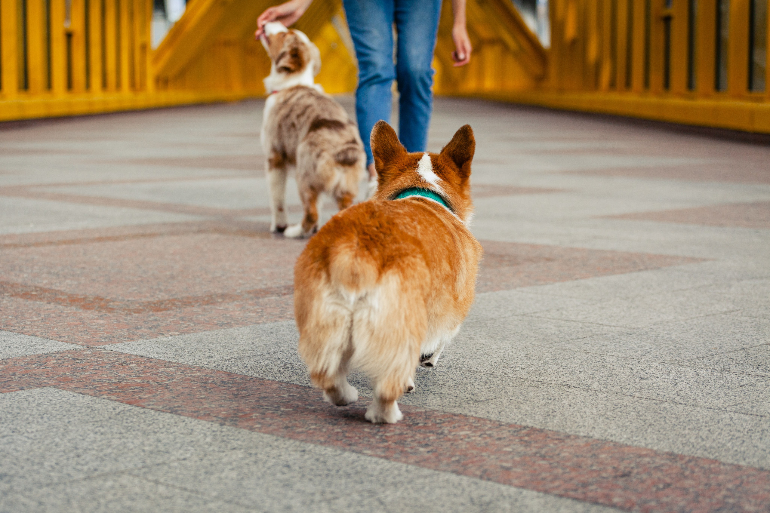Андреевский мост. Фотограф-анималист Татьяна Степанова