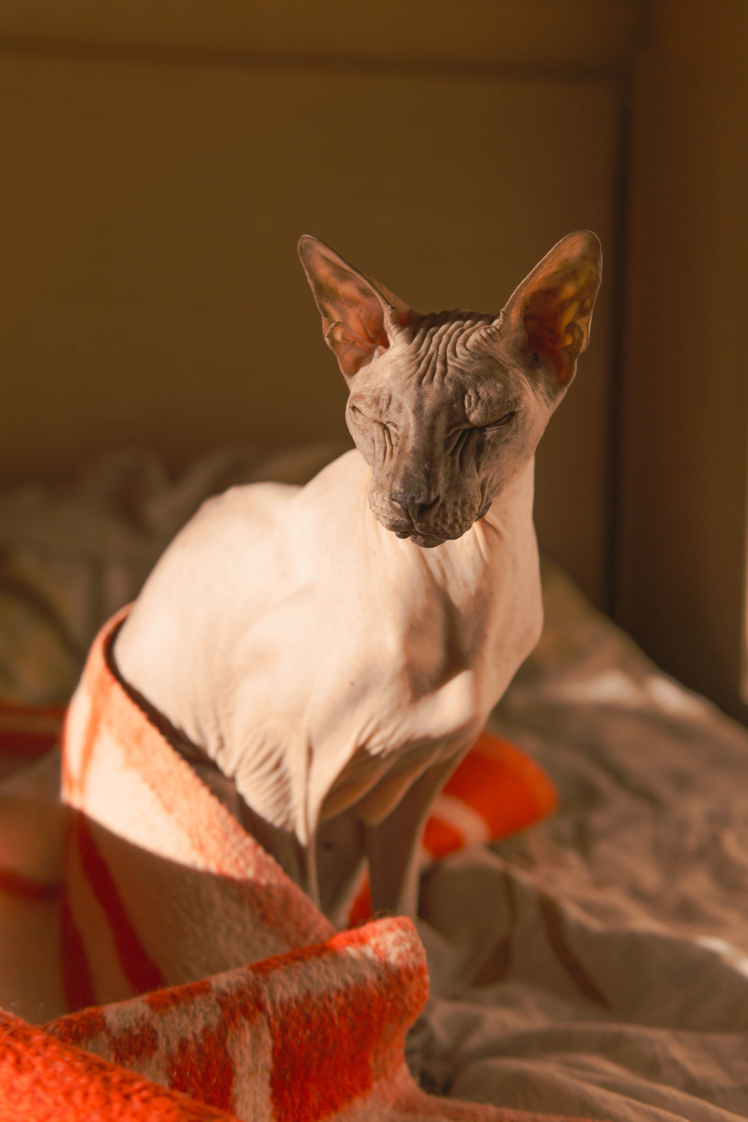 Бандит. Фотограф-анималист Ксения Воробьева, Москва