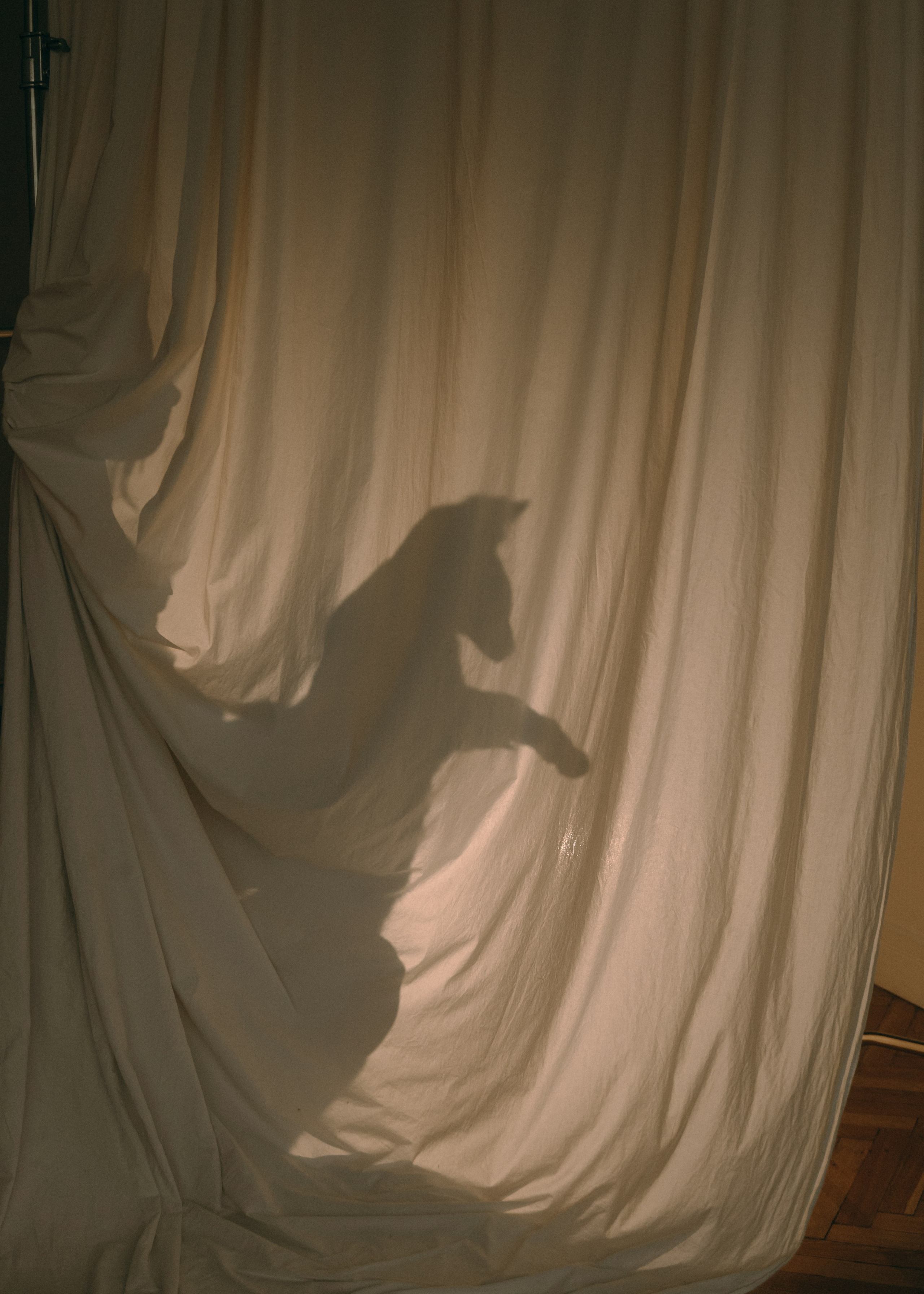 Амина, Булат и Орион. Фотограф-анималист Ксения Воробьева, Москва