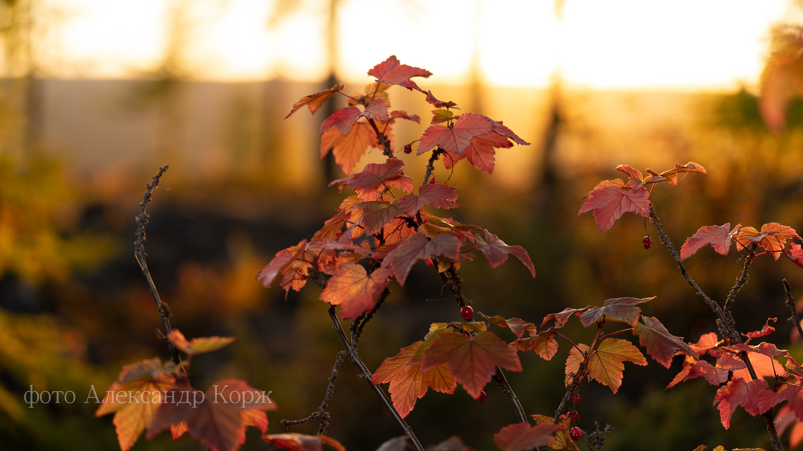 Золотая осень 2025. Айхал. Удачный. Мирный Якутия. Фотографии и видеосъемка, Айхал, Удачный, Якутия. Фотографии Айхал