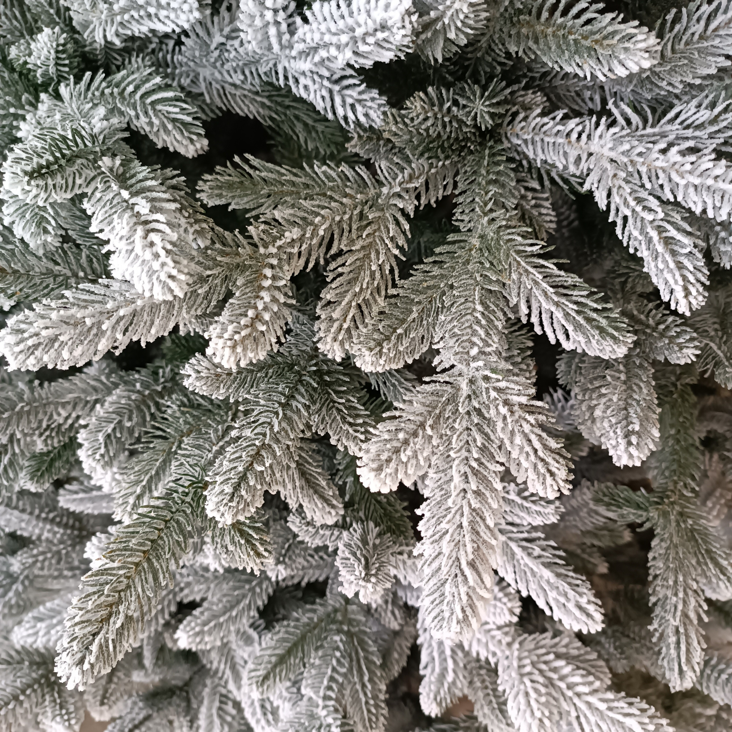 СЬЮЗАН. Elki_grodno